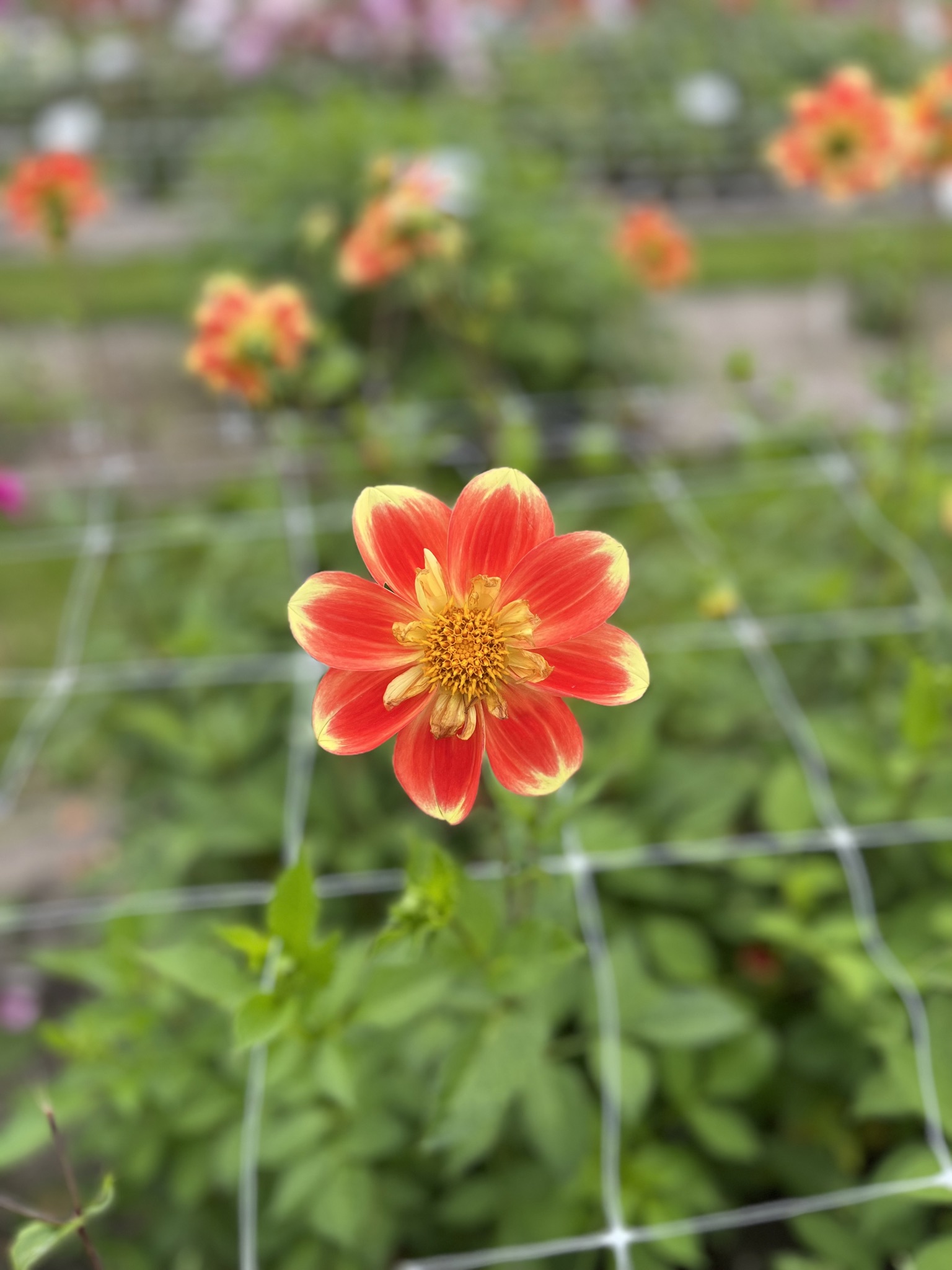 Halskrausendahlie "Pooh"