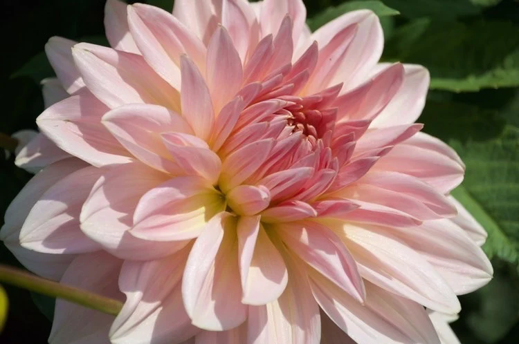 Dekorative, großblumige Dahlie "Fairway Pilot"