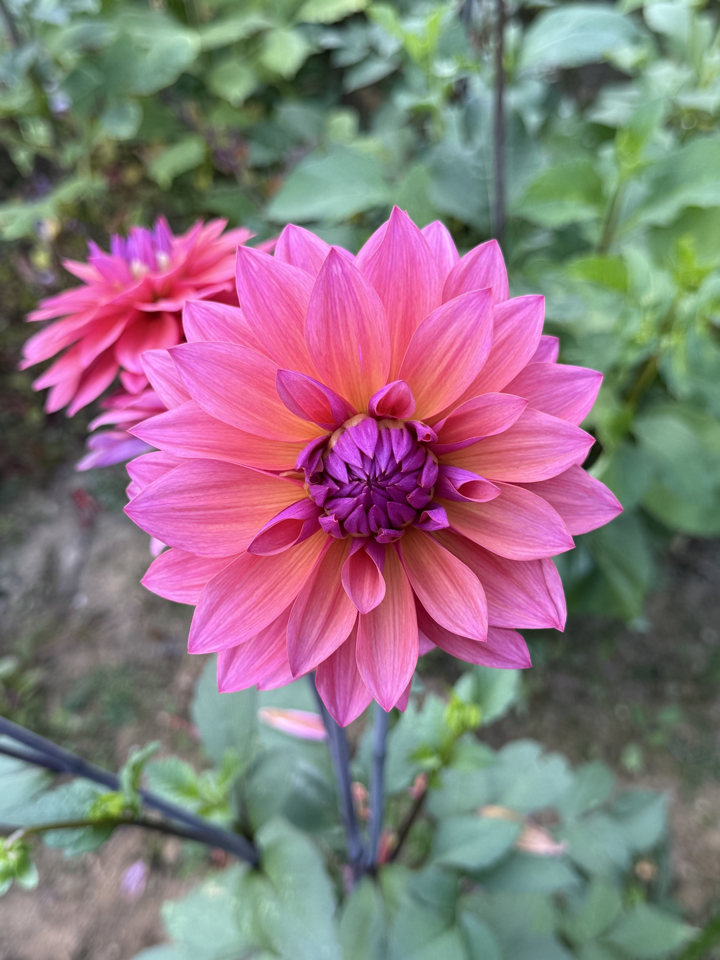 Dekorative Dahlie "Anne Claire"