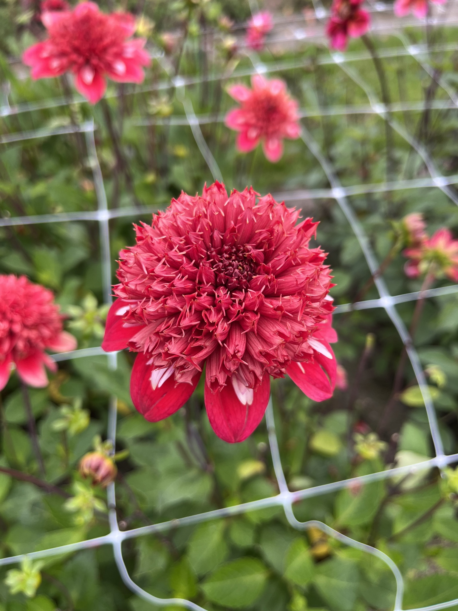 Anemonen-Dahlie "Speech"