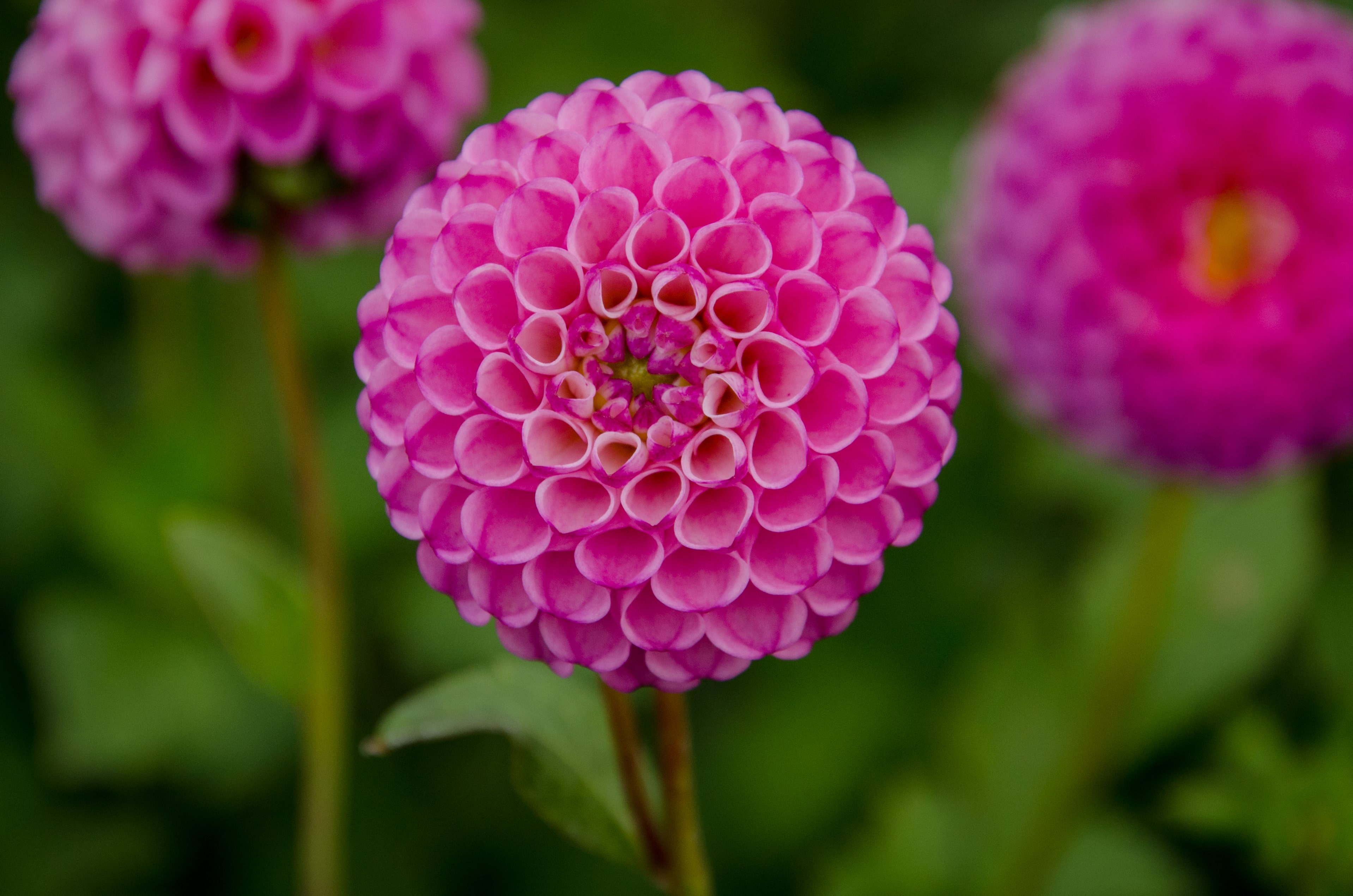 Pompon-Dahlie "Zippity Do Da"