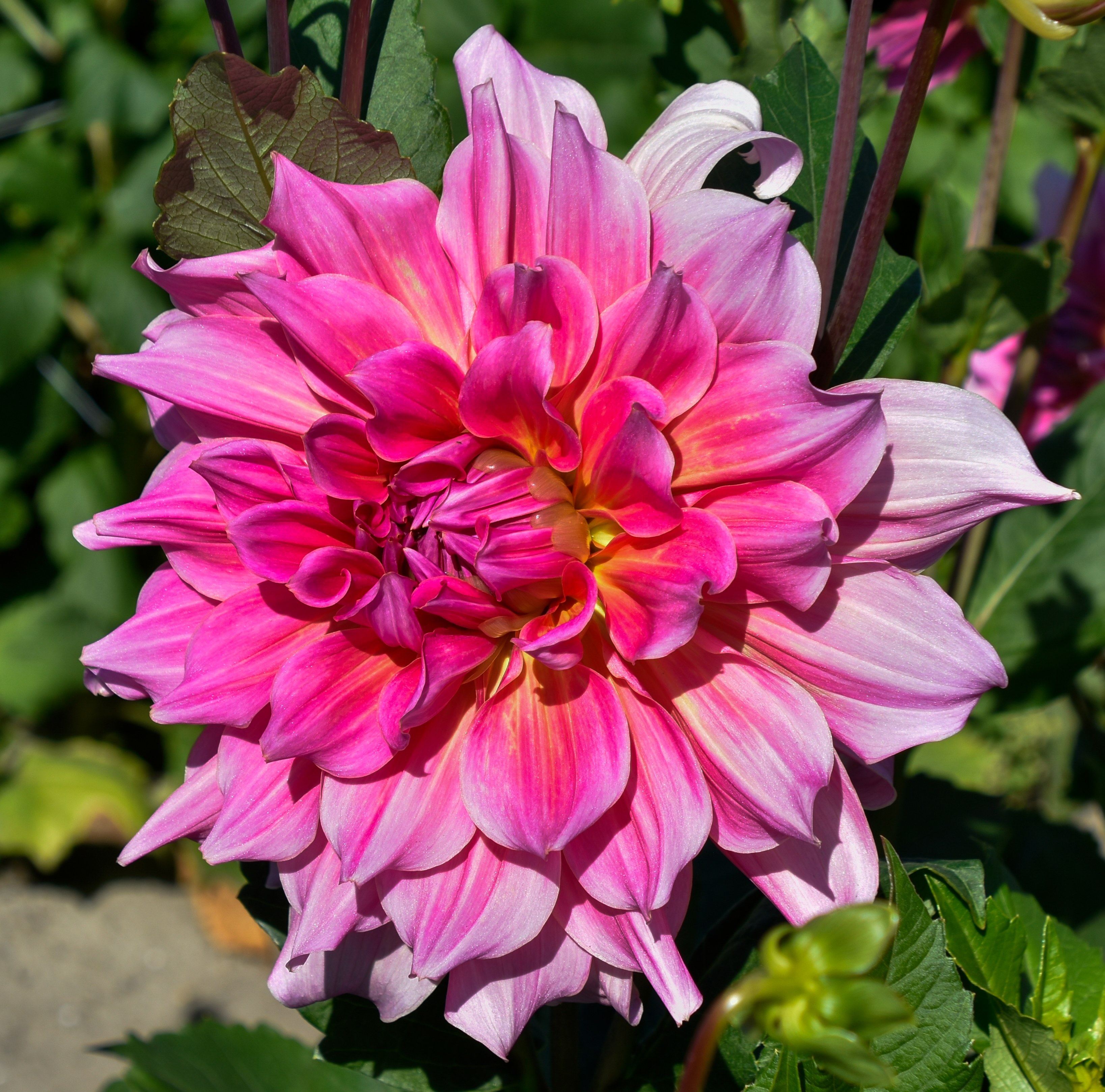 Dekorative, riesenblumige Dahlie "Otto´s Thrill"