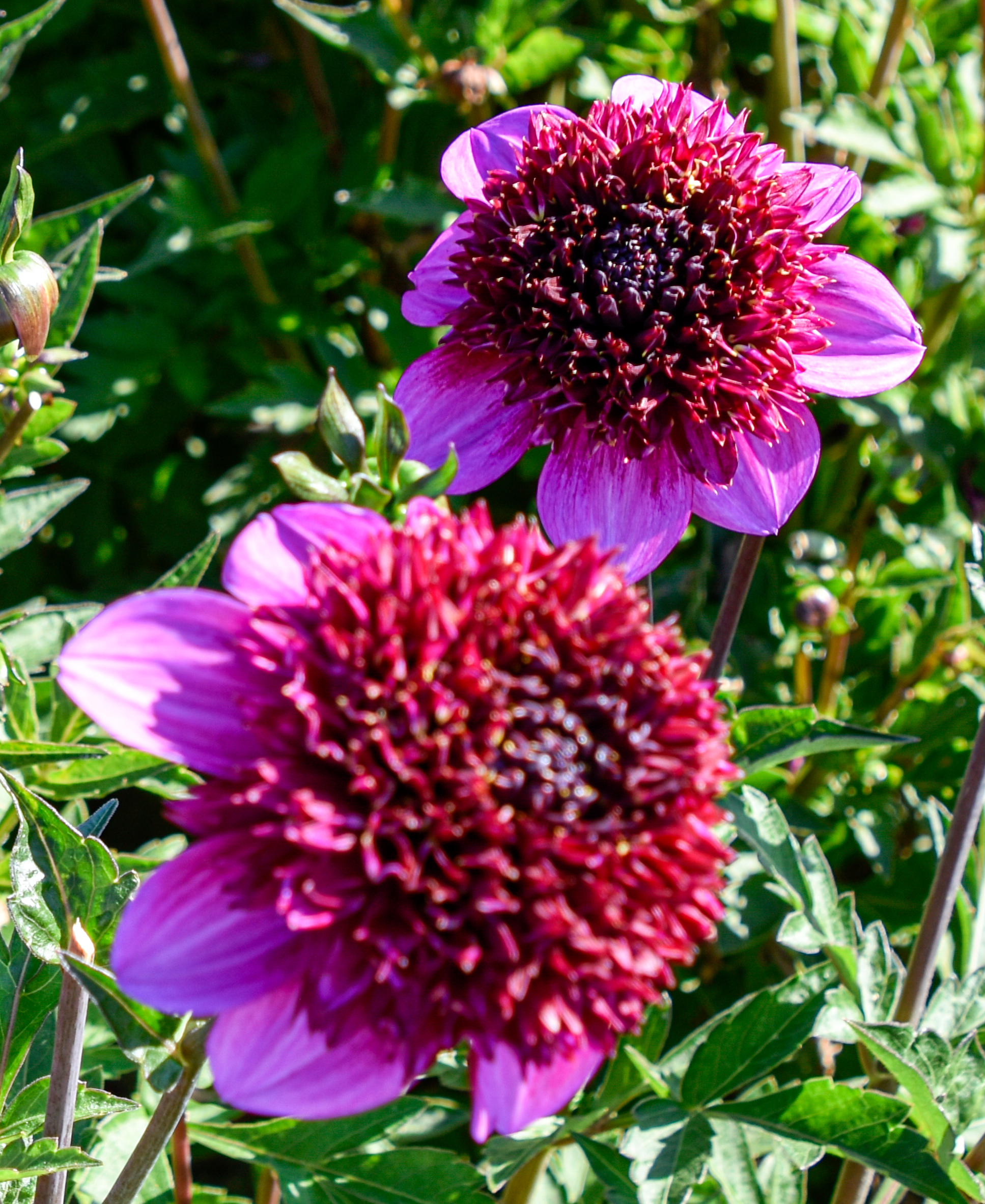 Anemonen-Dahlie "Abigail"