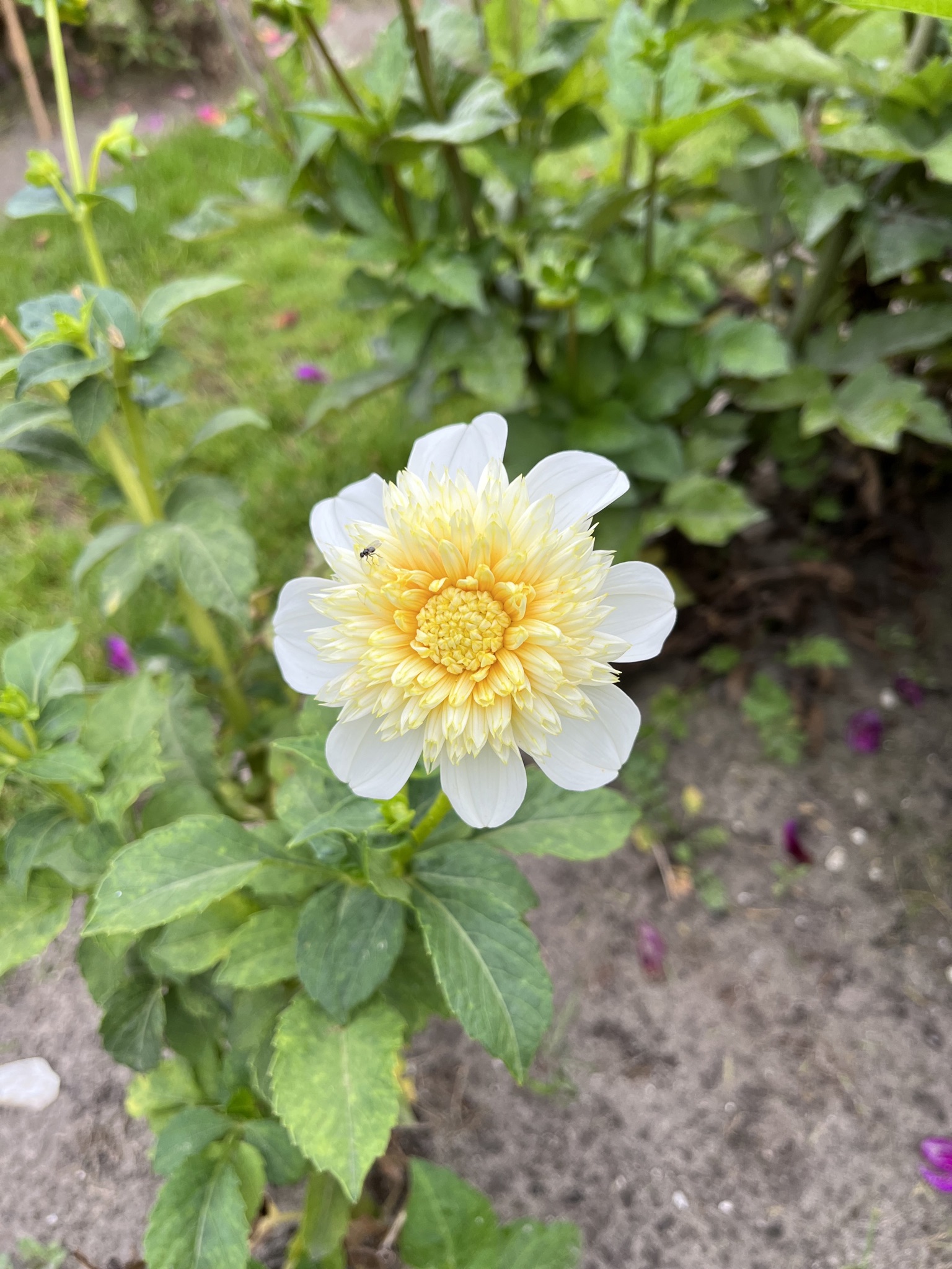 Anemonen-Dahlie "Platinum Blonde"