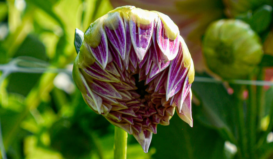 Dekorative, großblumige Dahlie "Labyrinth Twotone"