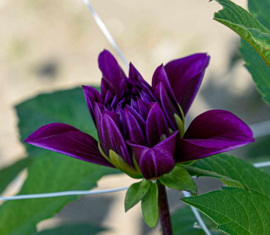 Dekorative Dahlie "Thomas A. Edison"