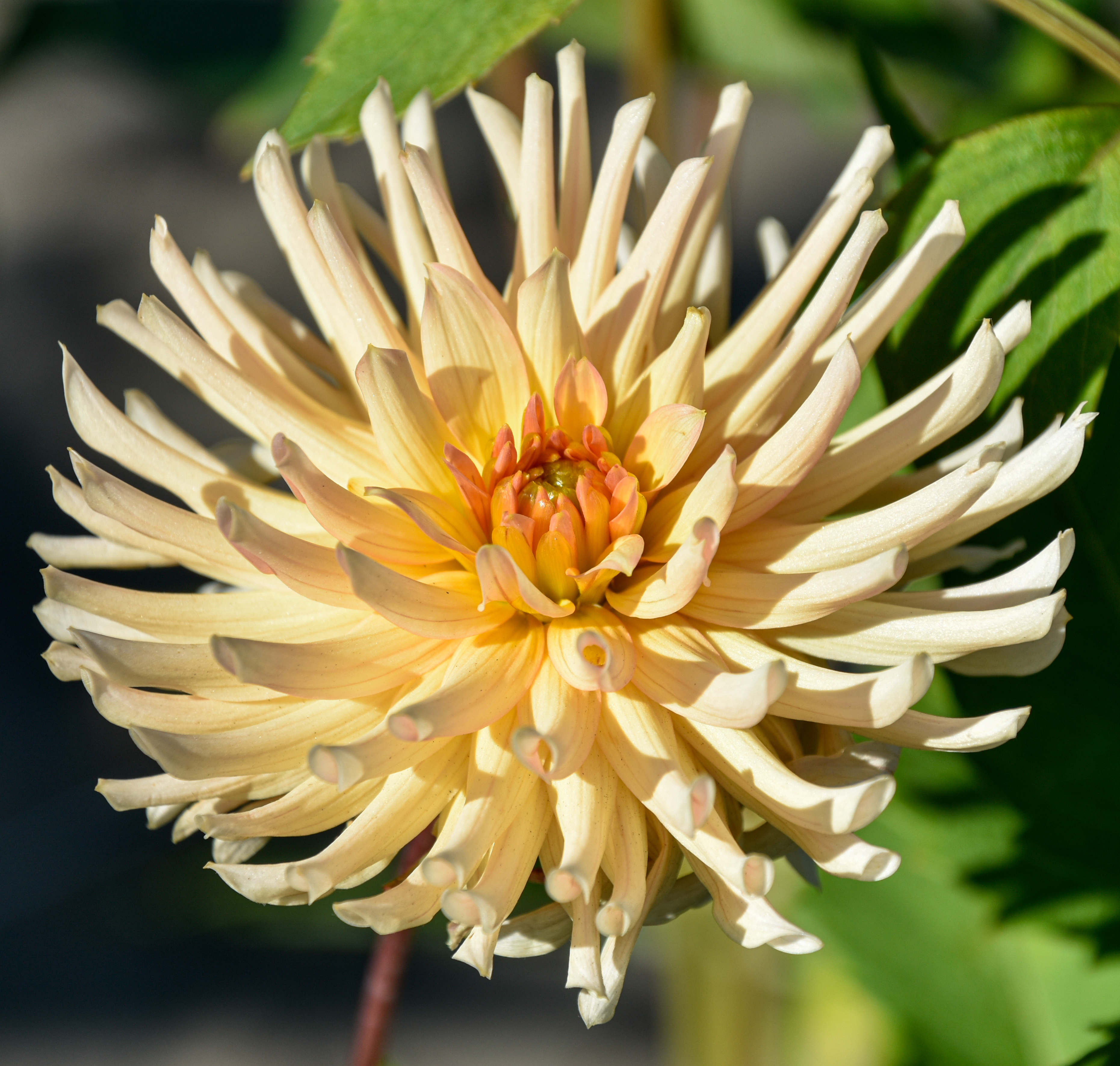 Kaktusdahlie "Henriette"