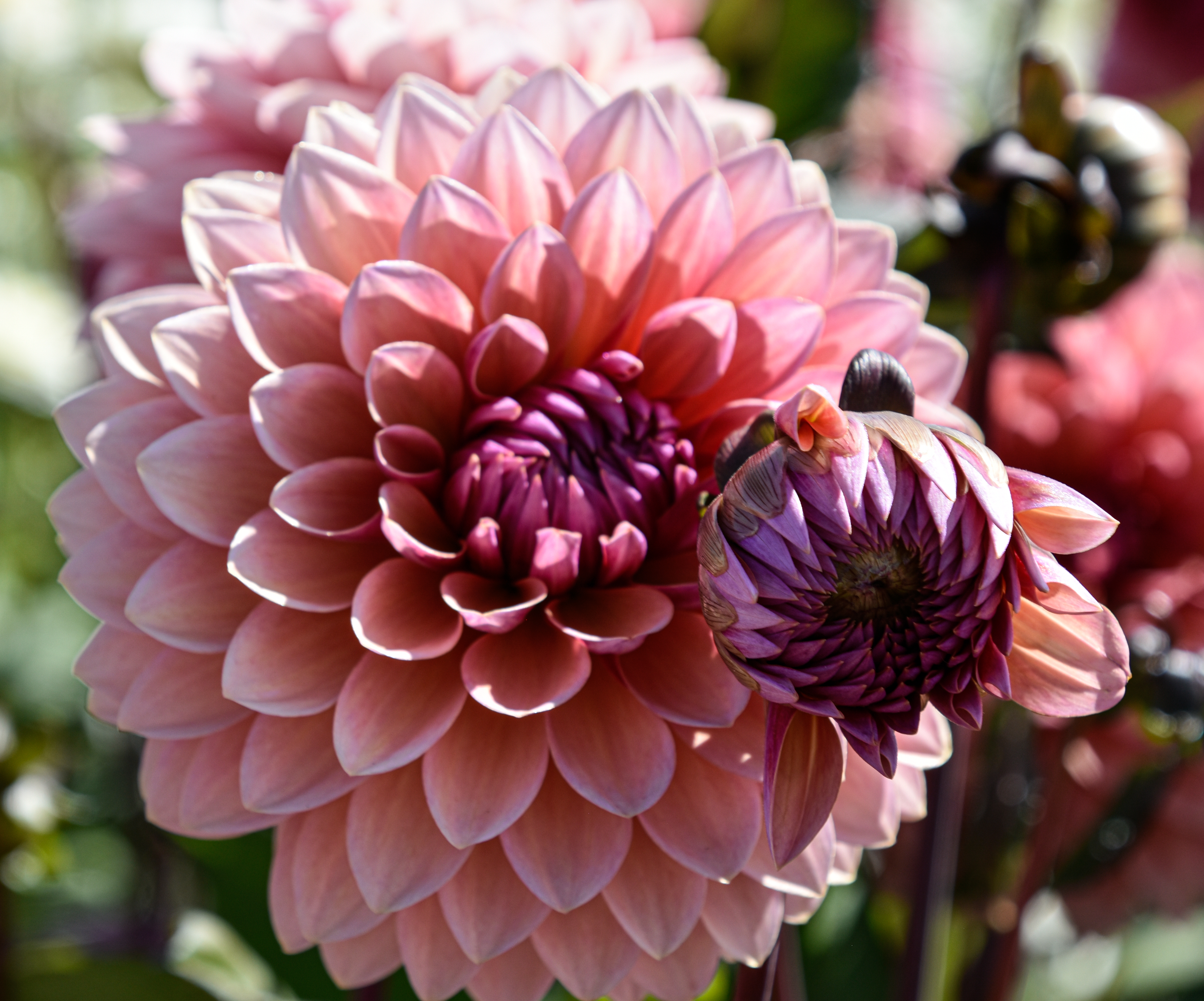 Dekorative Dahlie "Sweet Sanne"