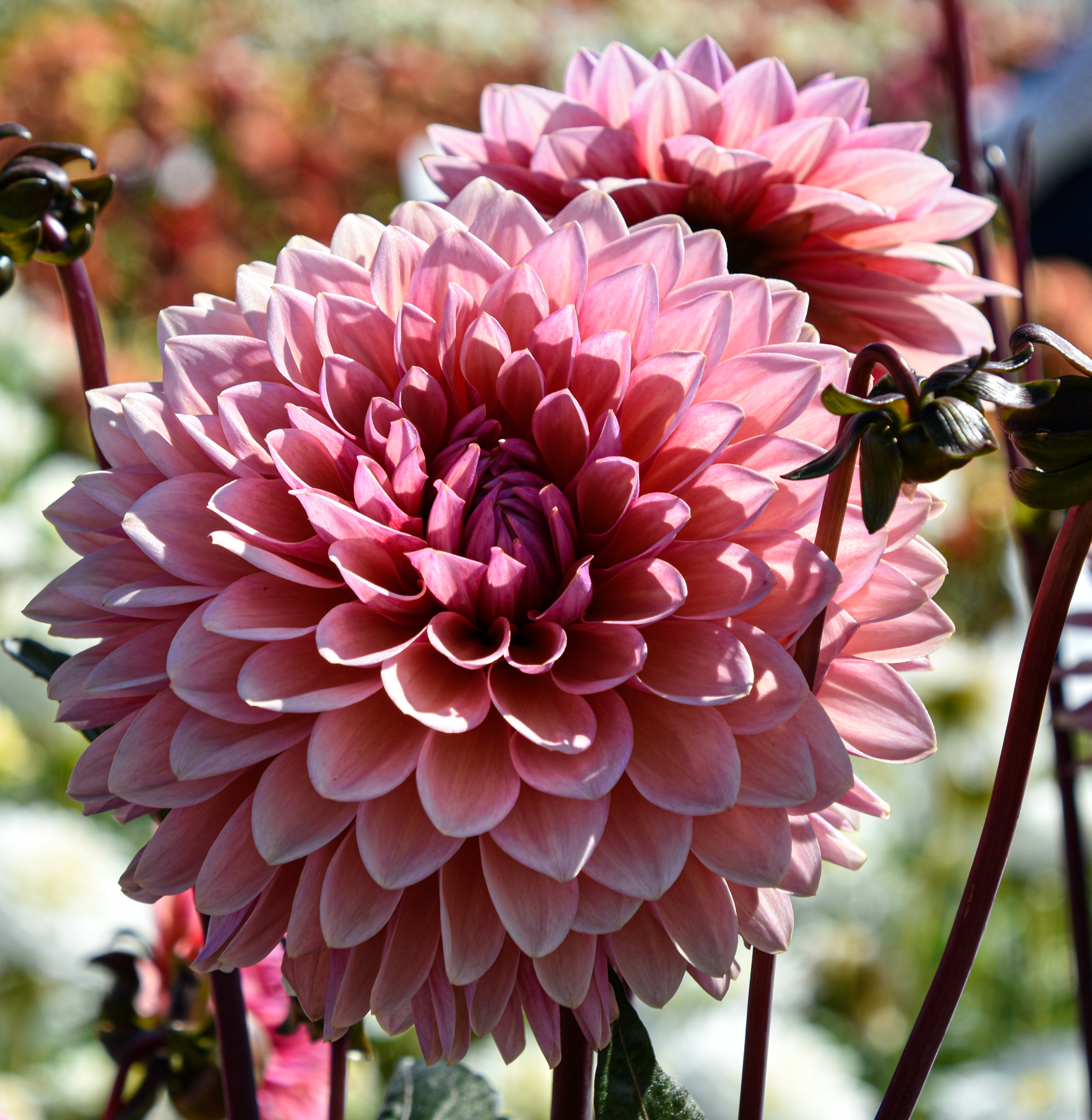 Dekorative Dahlie "Sweet Sanne"