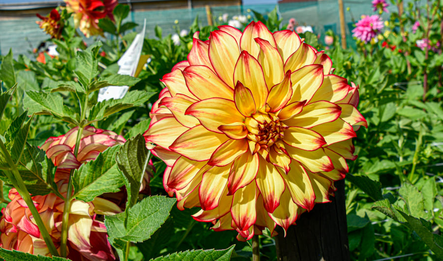 Sonnige, dekorative Dahlie "Lady Darlene"