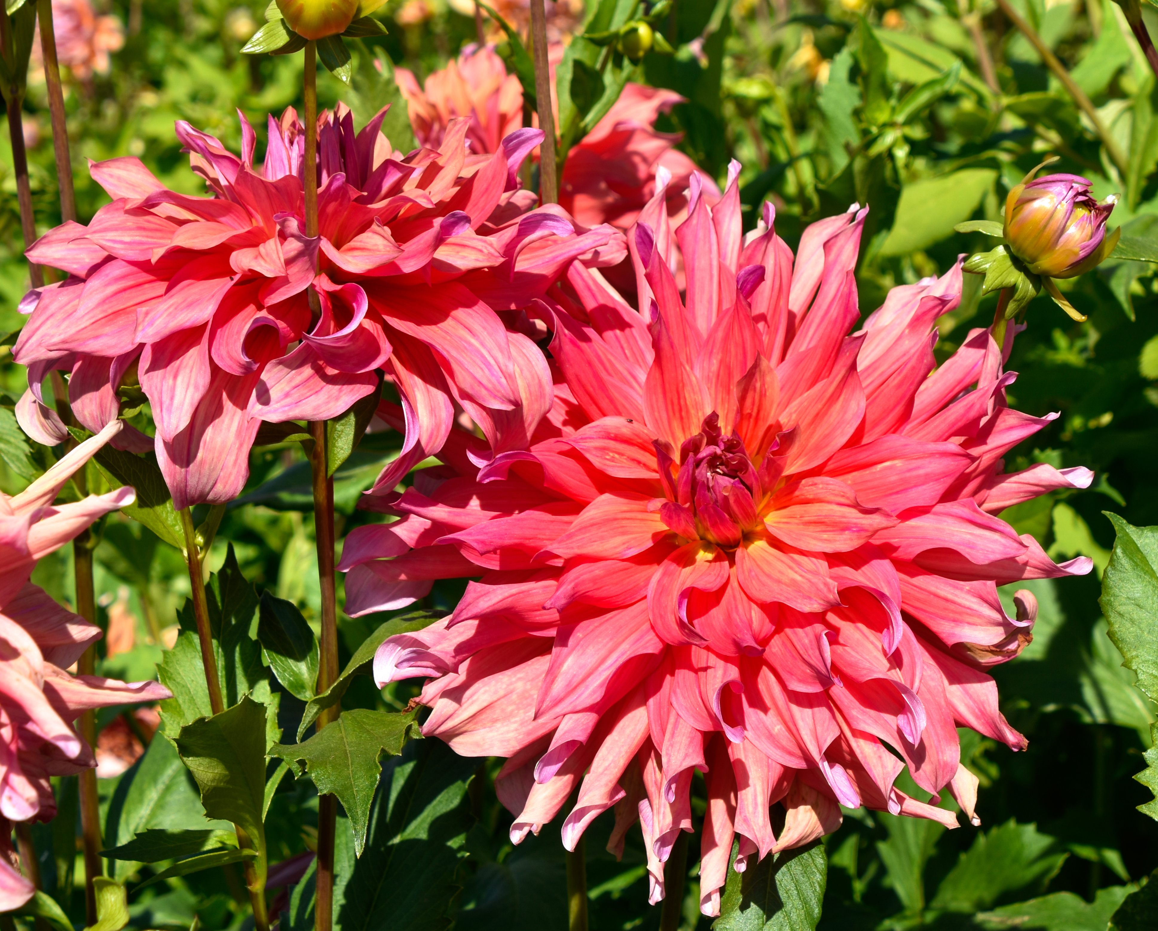 Dekorative Dahlie "Penhill Watermelon"