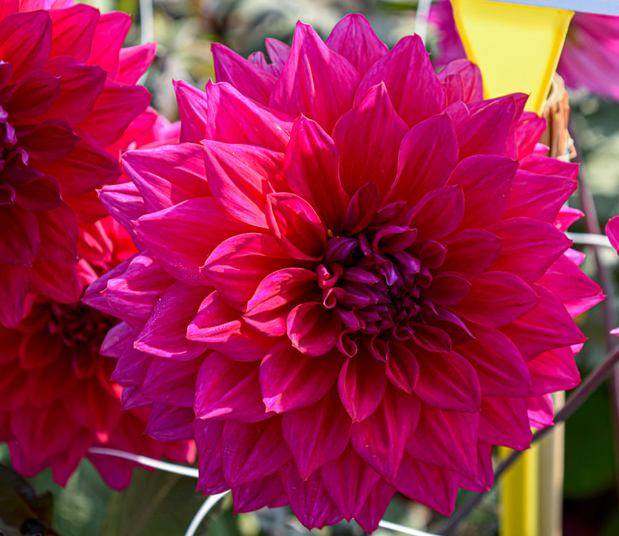 Dekorative, großblumige Dahlie "Engelhardt's Matador"