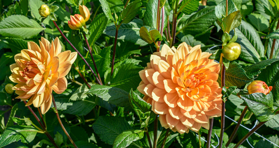 Wunderschöne Seerosen-Dahlie "Rancho"