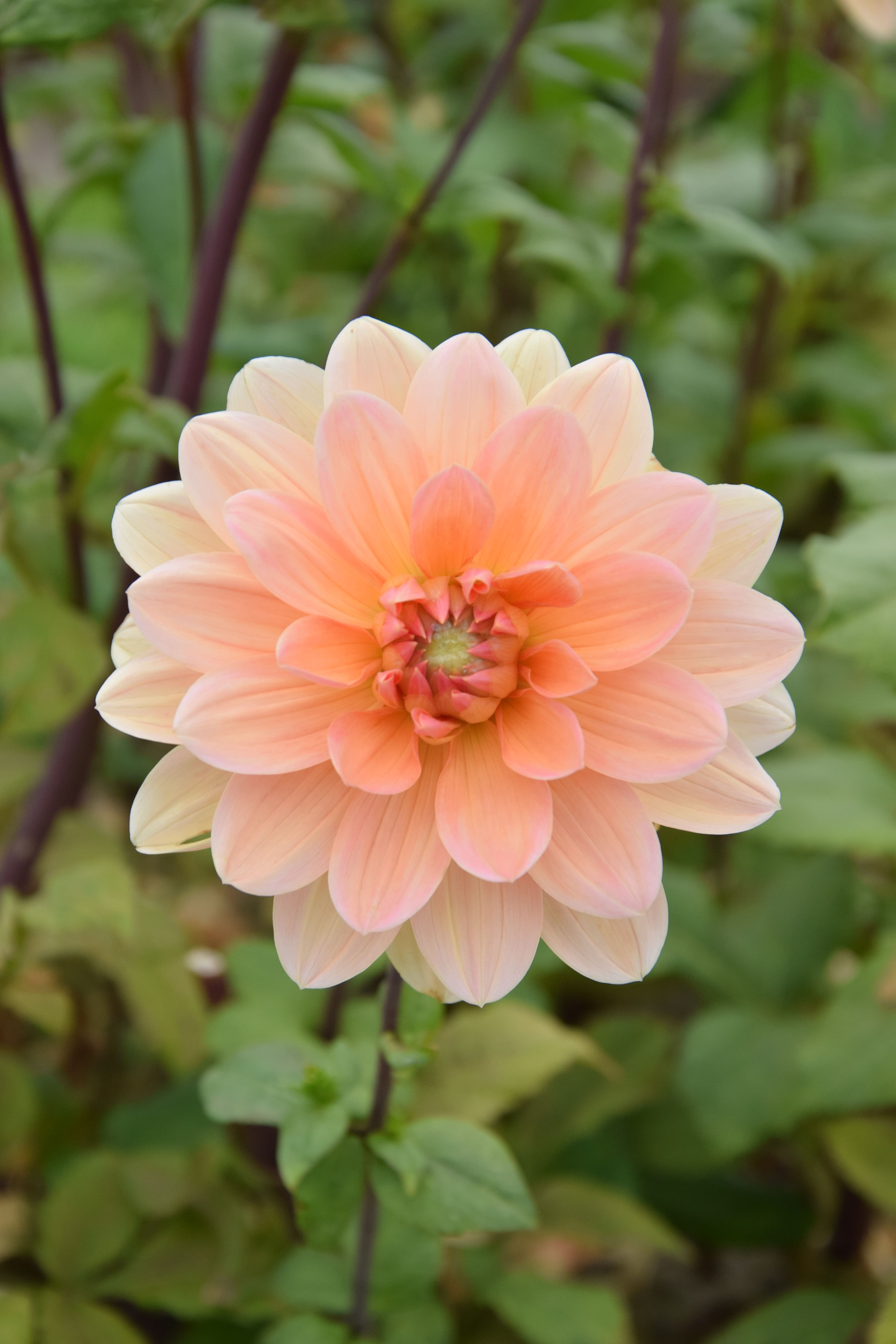 Seerosen-Dahlie "Apricot Desire"