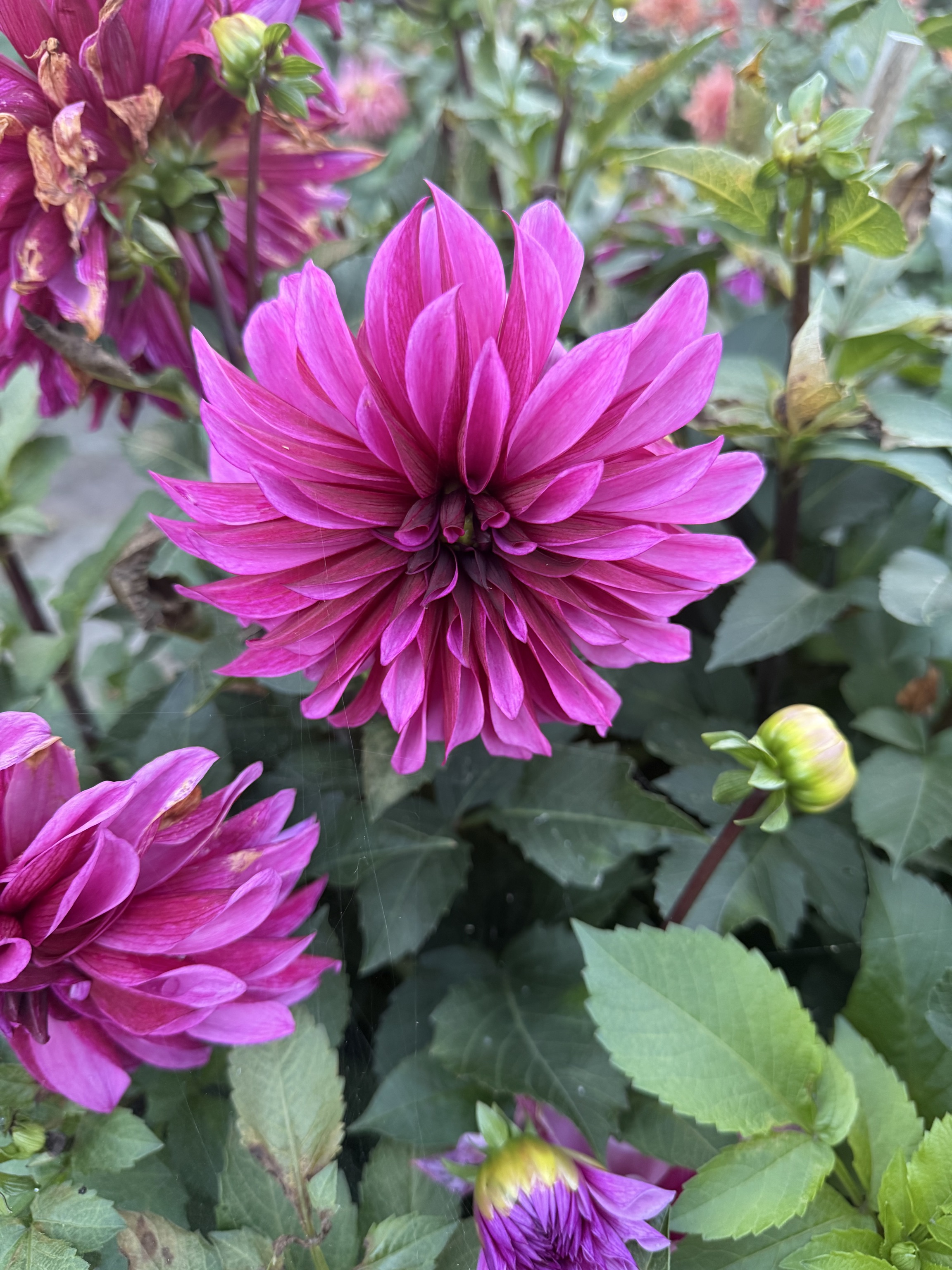 Dekorative Dahlie "Tanita"