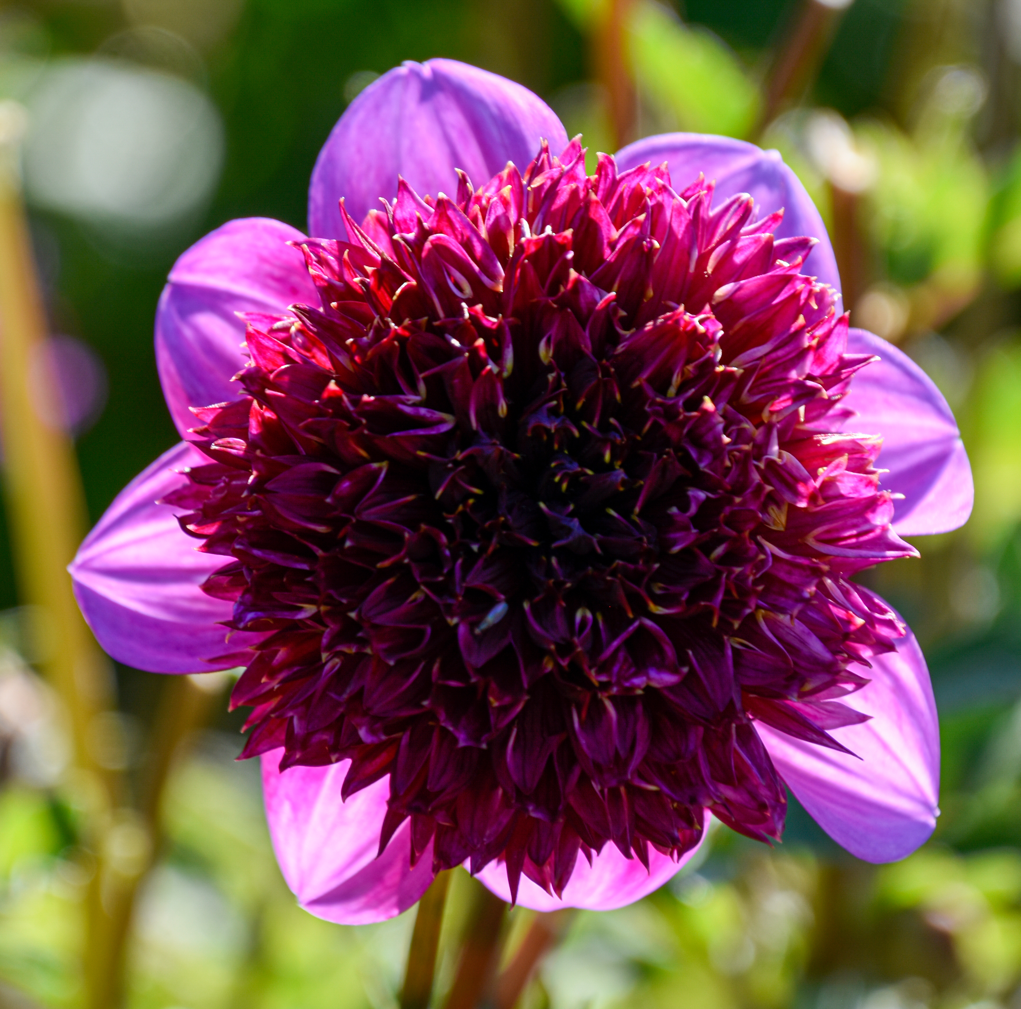Anemonen-Dahlie "Abigail"