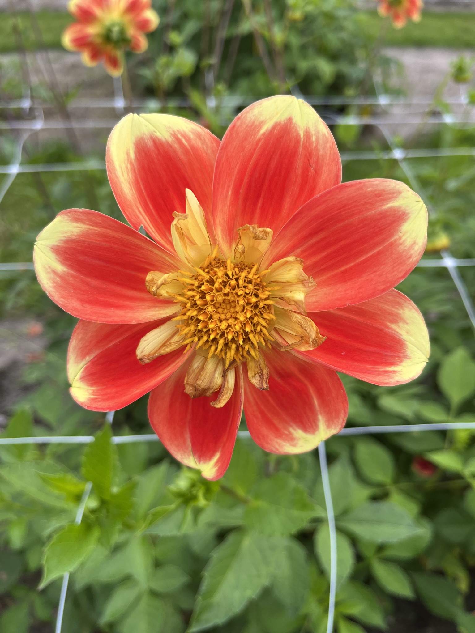 Halskrausendahlie "Pooh"