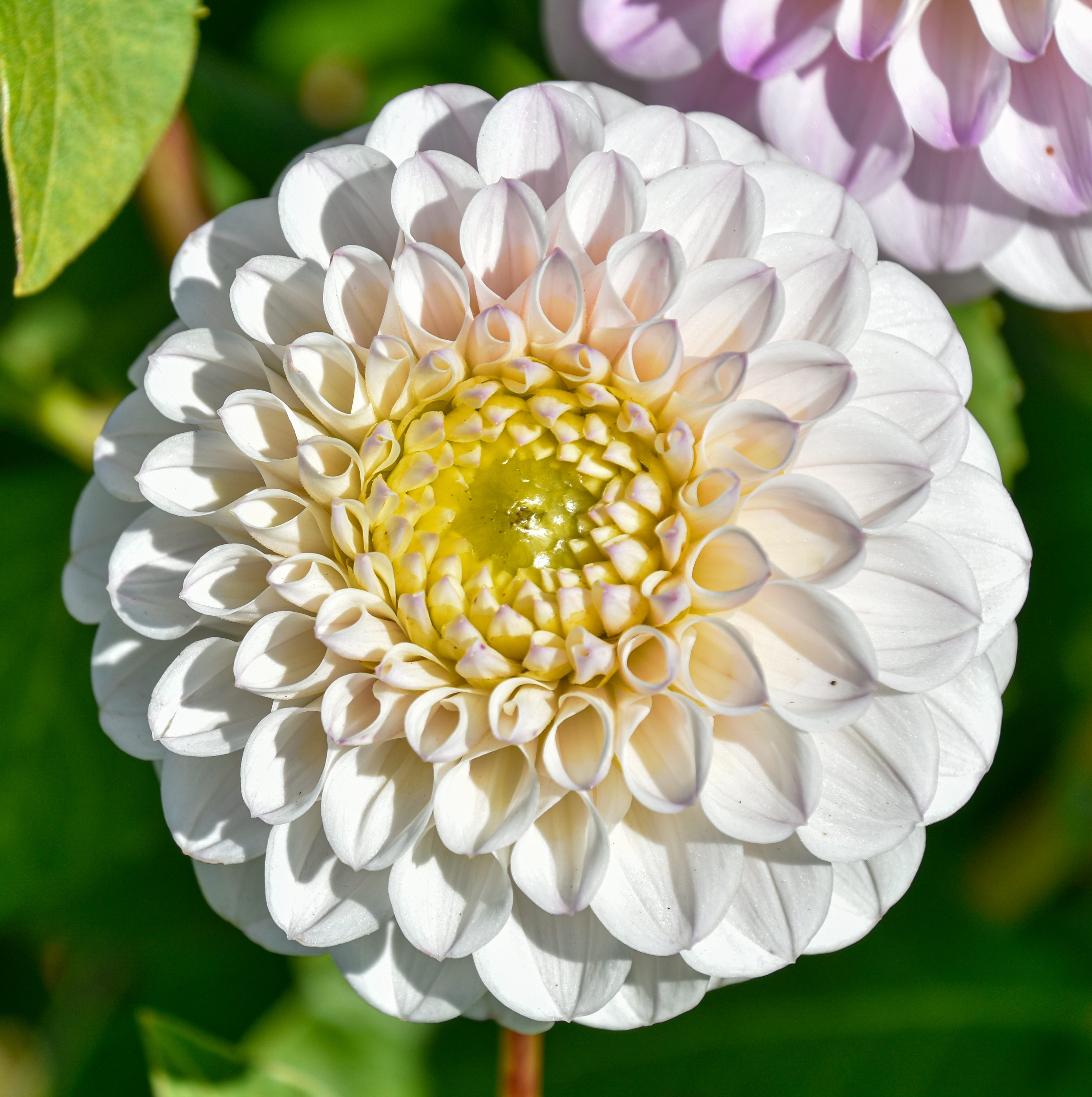 Balldahlie "Pink Pearl"