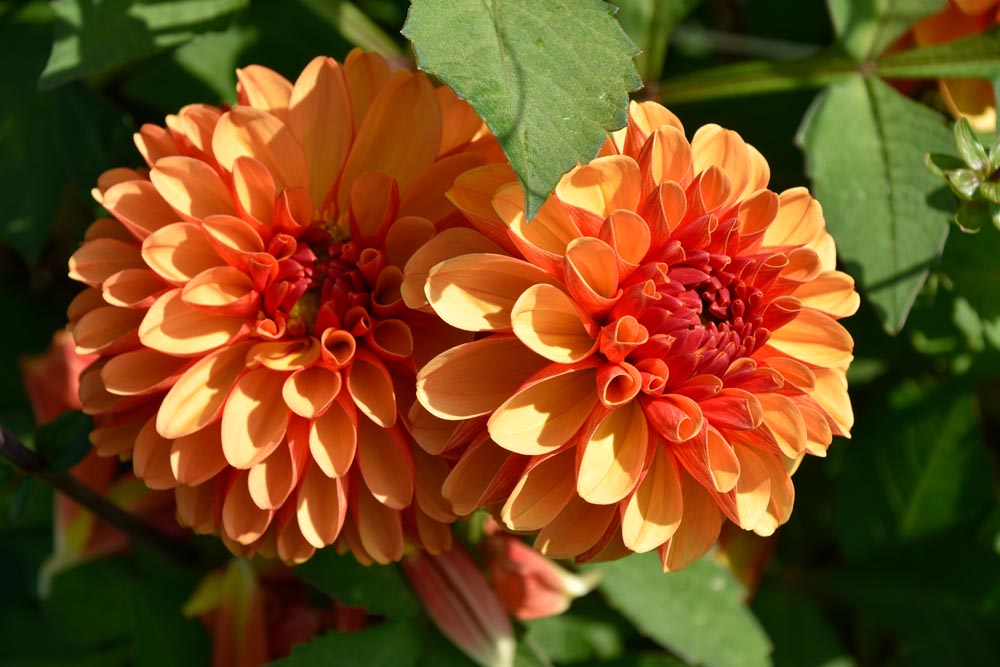 Wunderschöne Ball-Dahlie "American Sunset"
