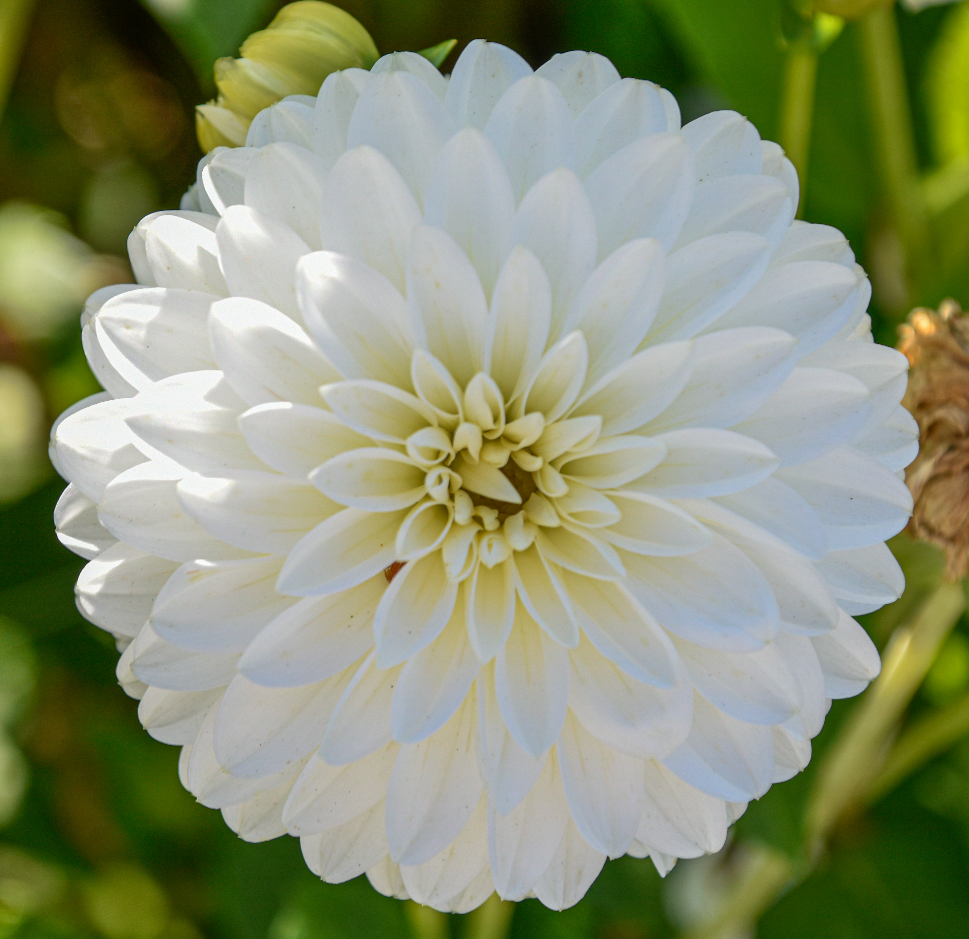 Balldahlie "Snow Cap"