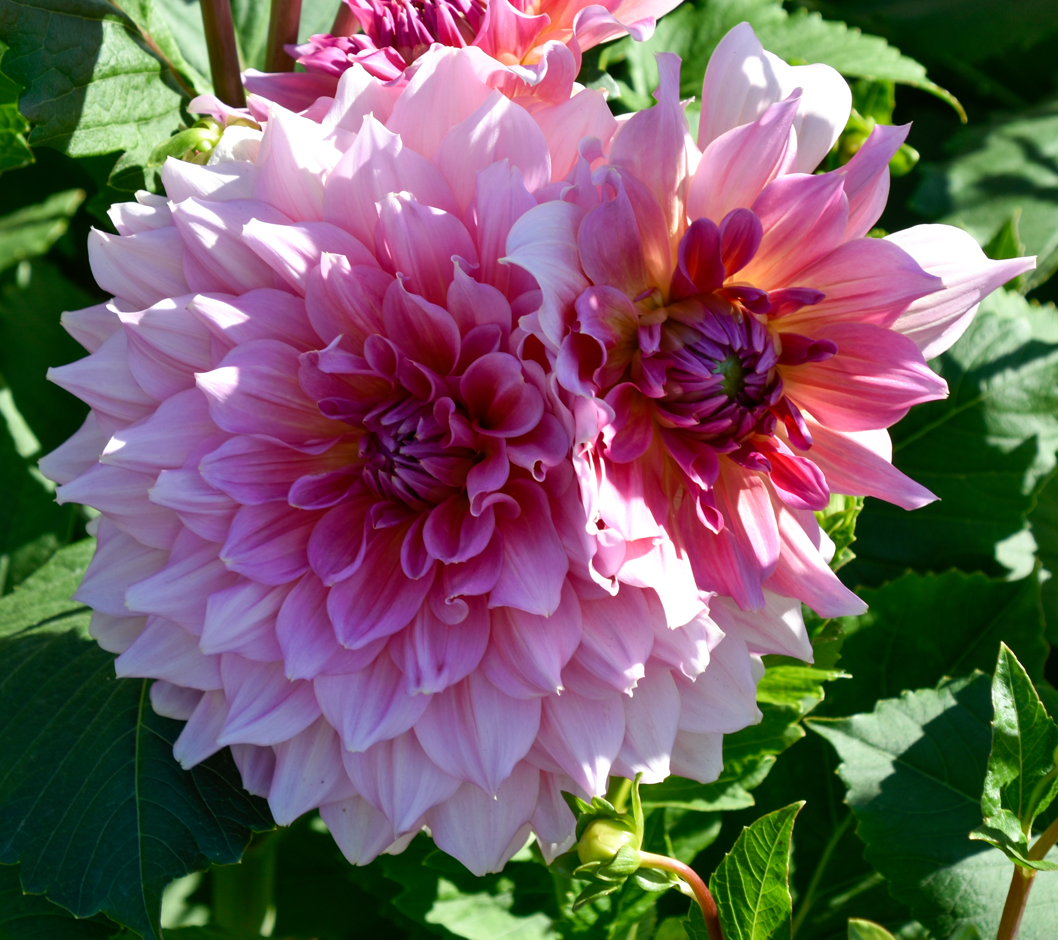 Dekorative, riesenblumige Dahlie "Otto´s Thrill"