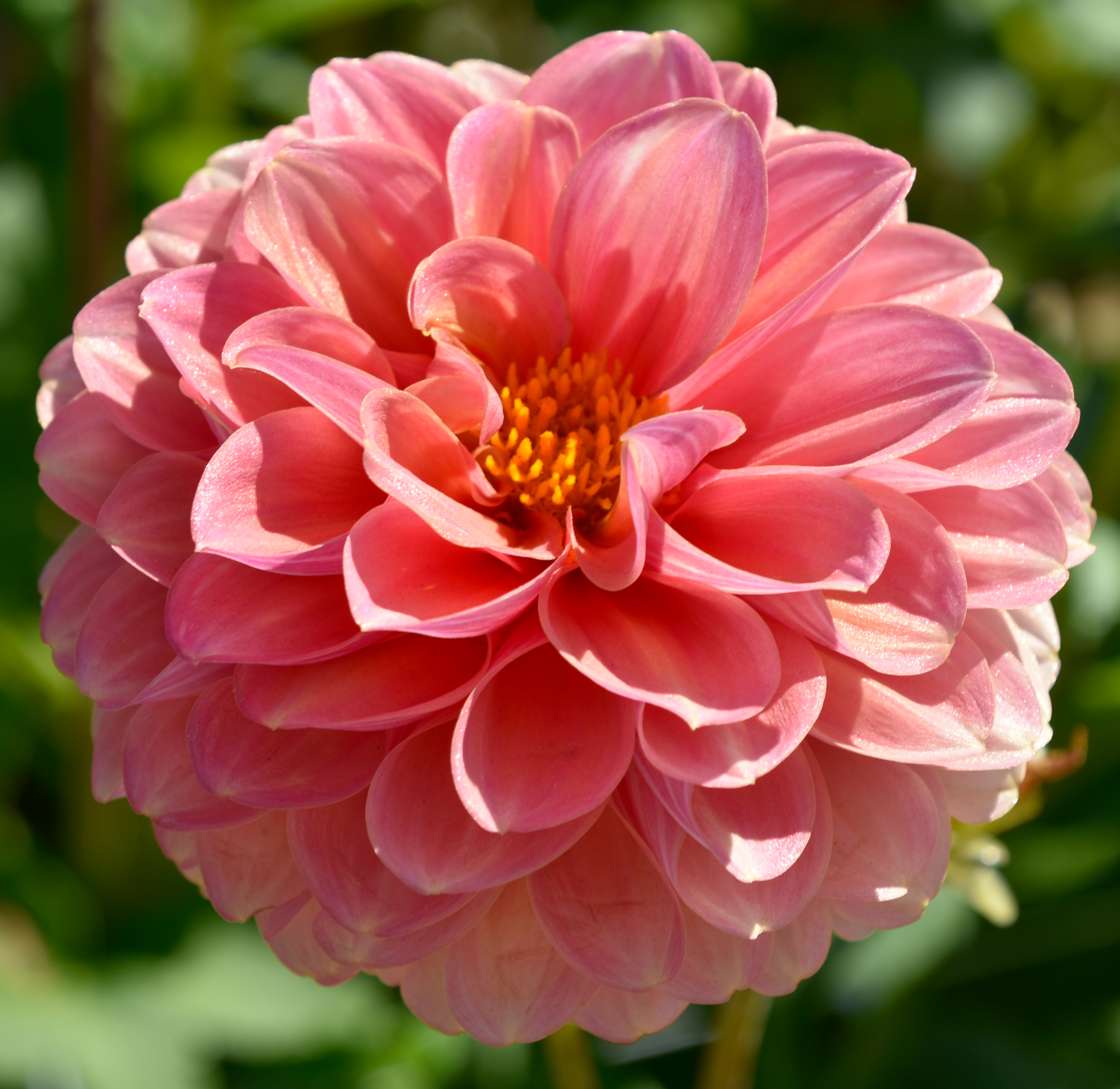 Dekorative Dahlie  "Milena Fleur"