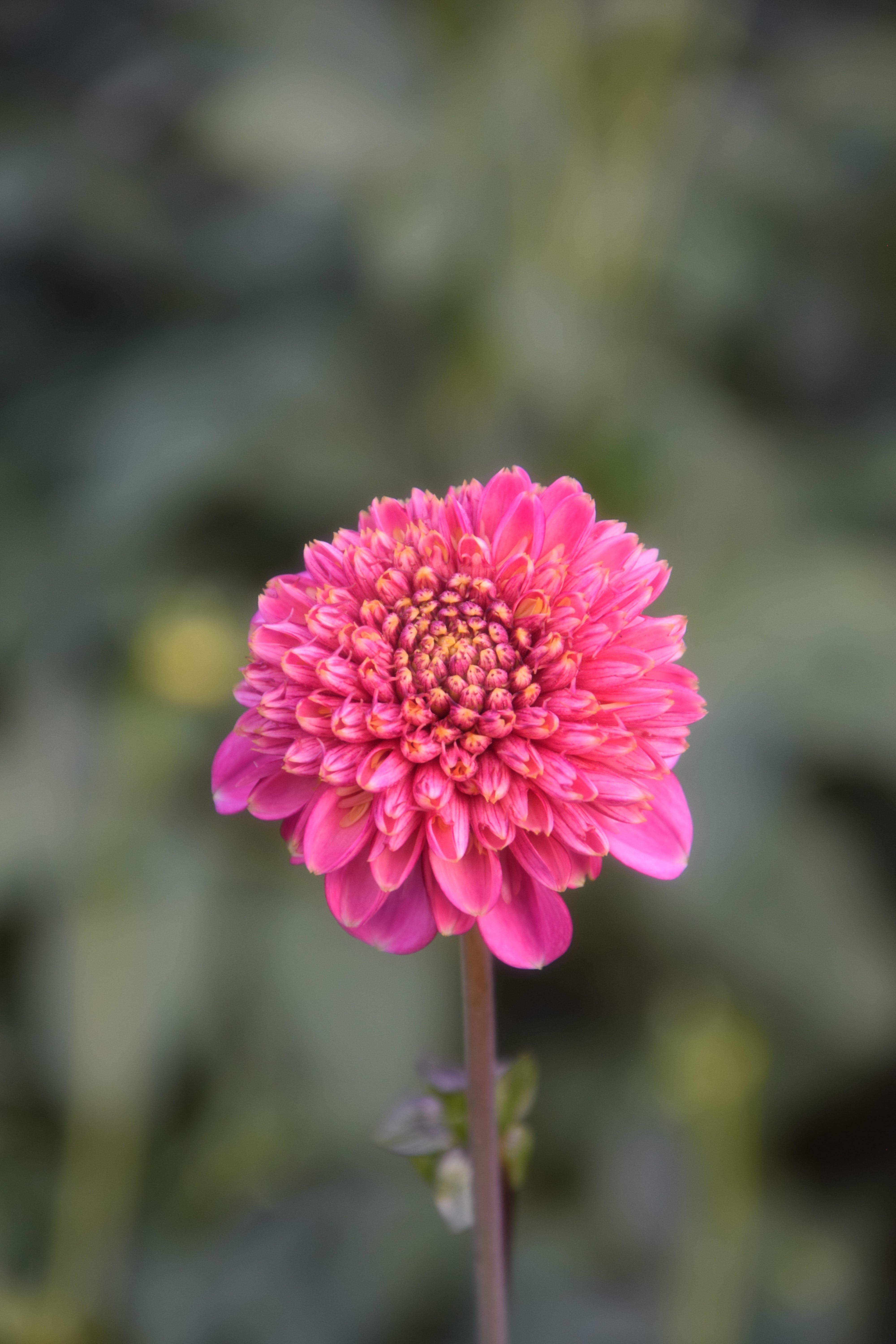 Anemonen-Dahlie "Alyshia"
