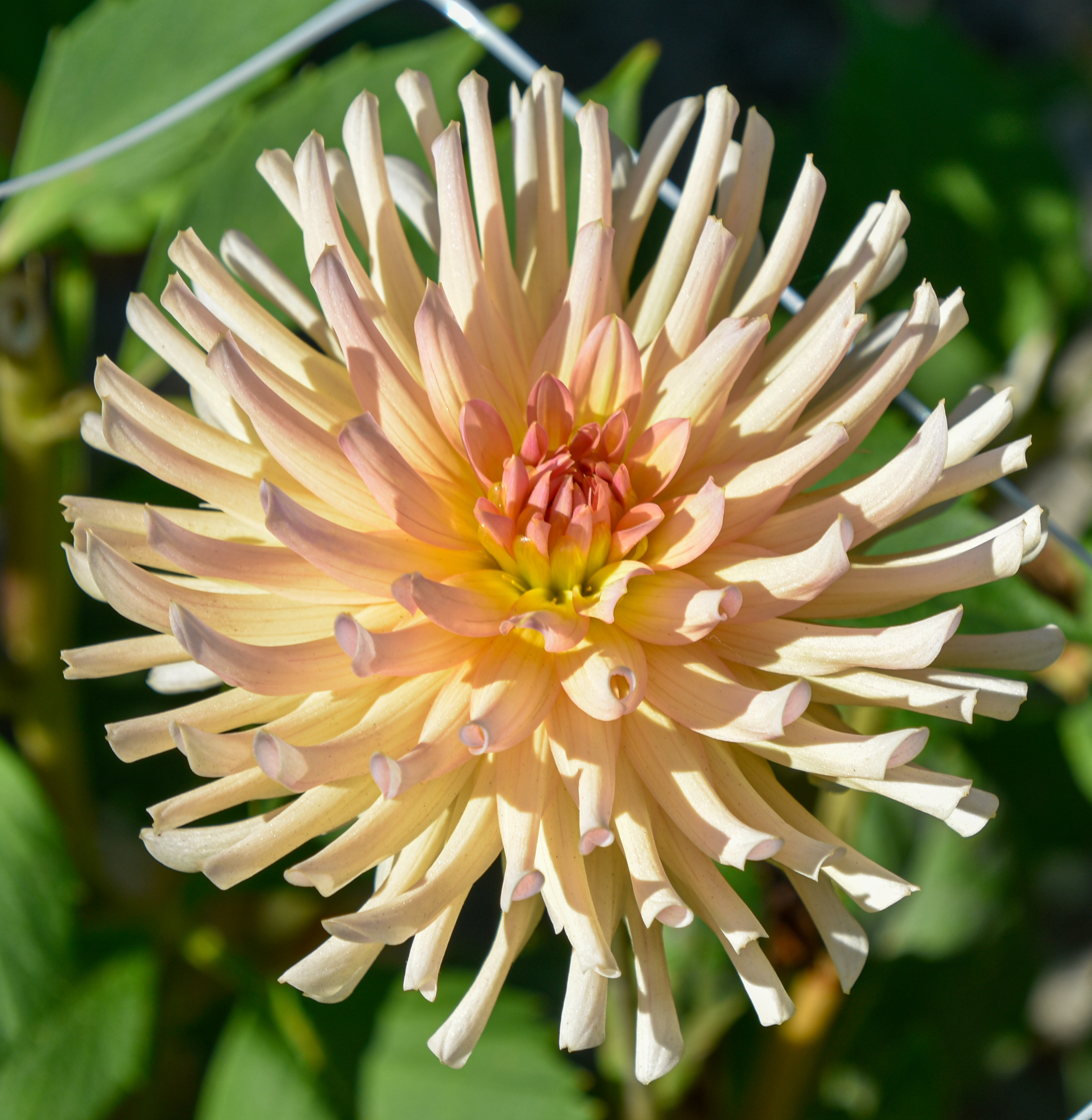 Kaktusdahlie "Henriette"