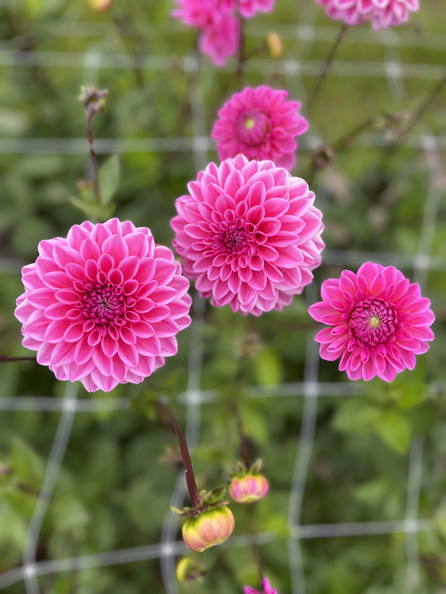 Balldahlie "Pink Sylvia"