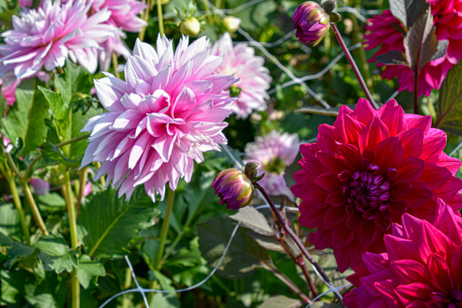 Dekorative, großblumige Dahlie "Engelhardt's Matador"