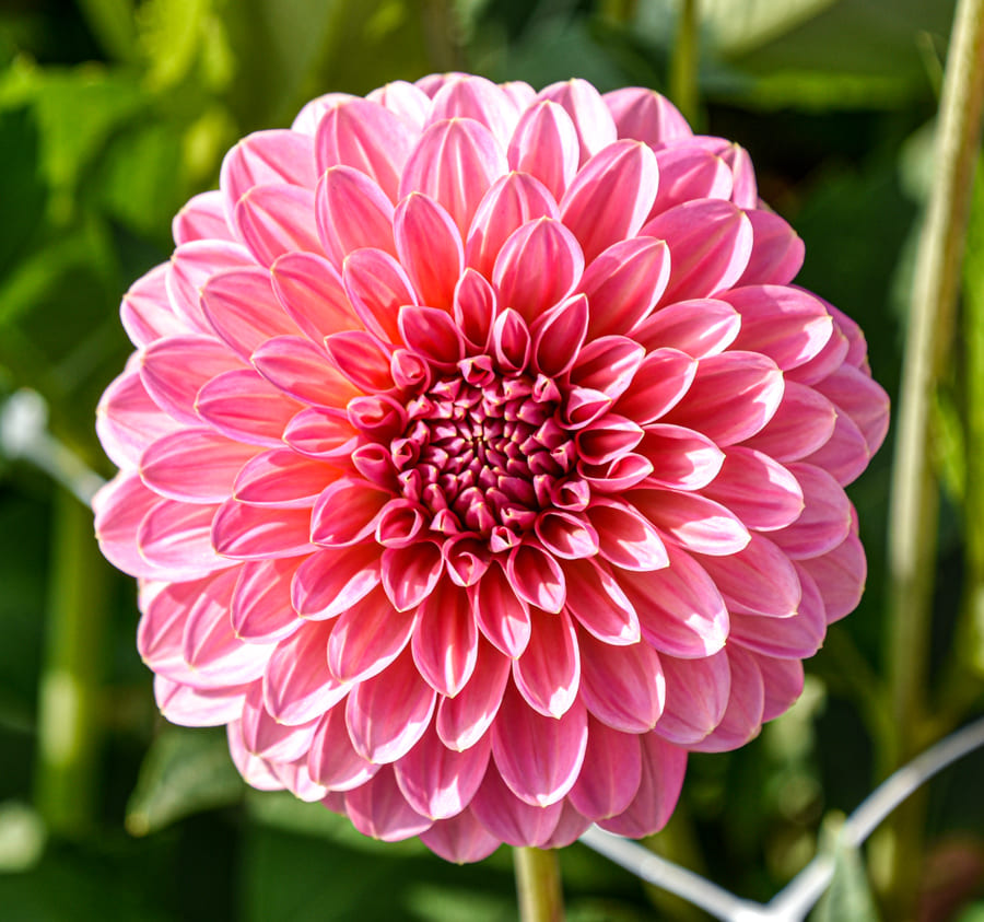 Auffallende, dekorative Dahlie "Pink Runner"