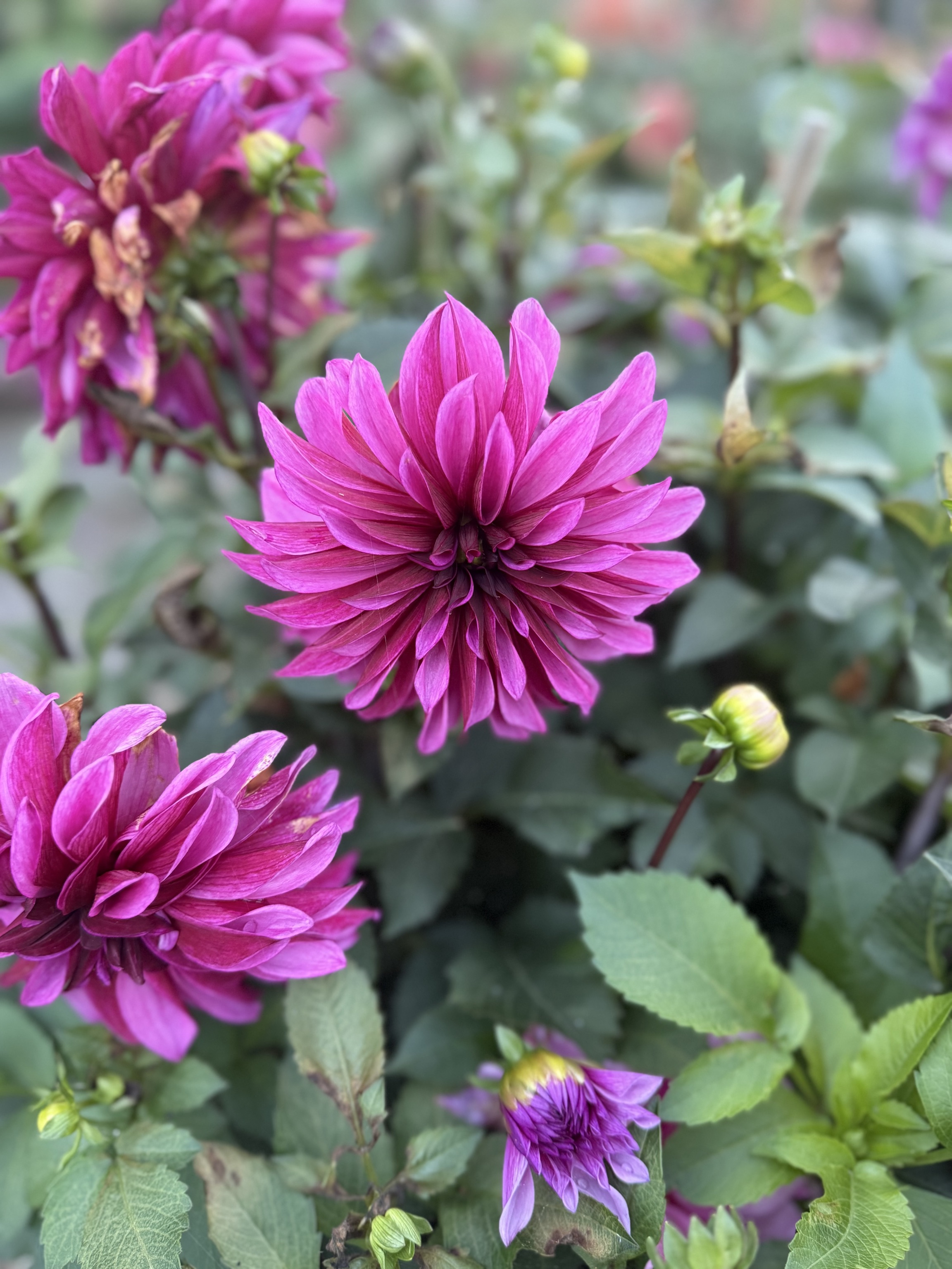 Dekorative Dahlie "Tanita"