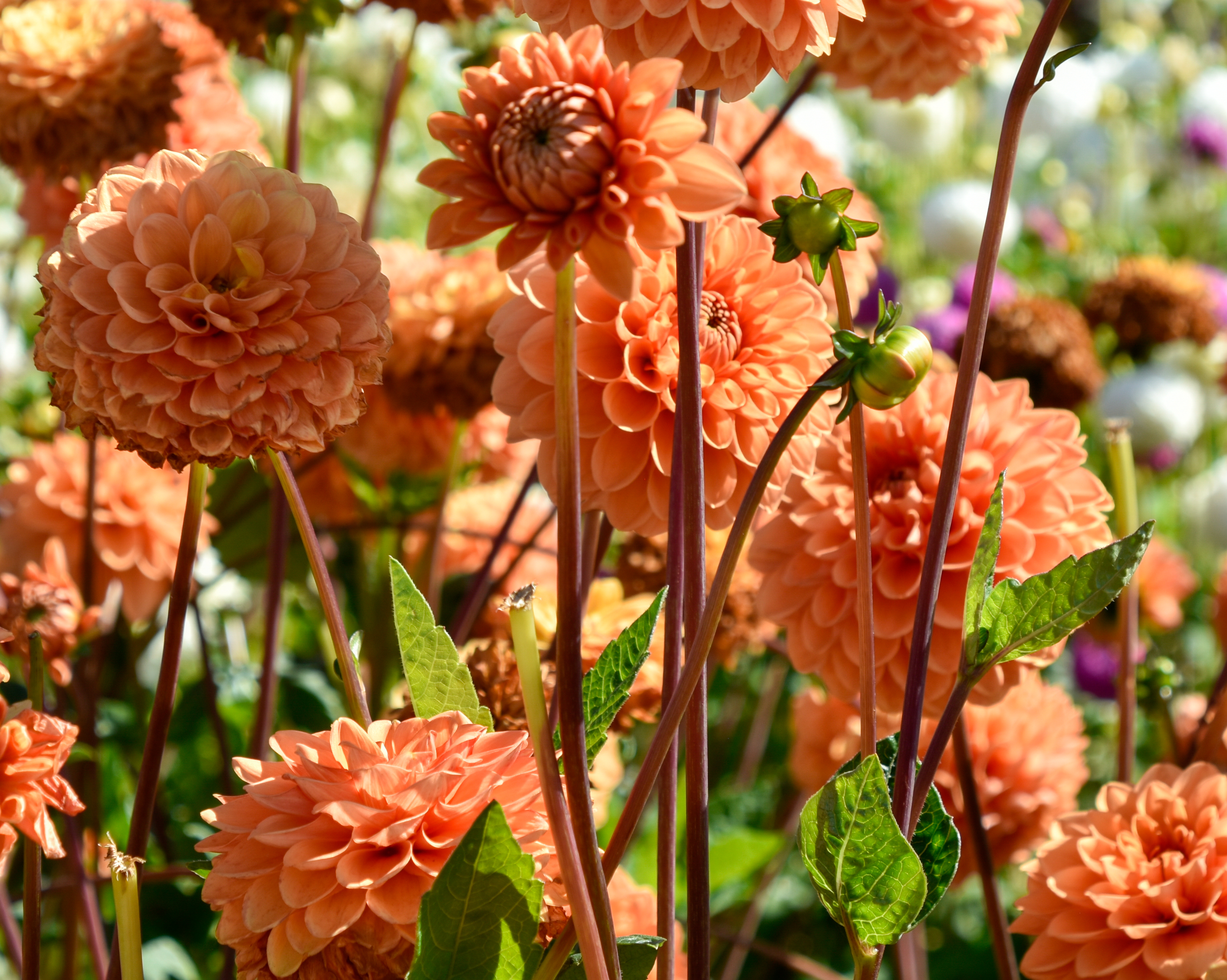 Balldahlie "Sylvia"