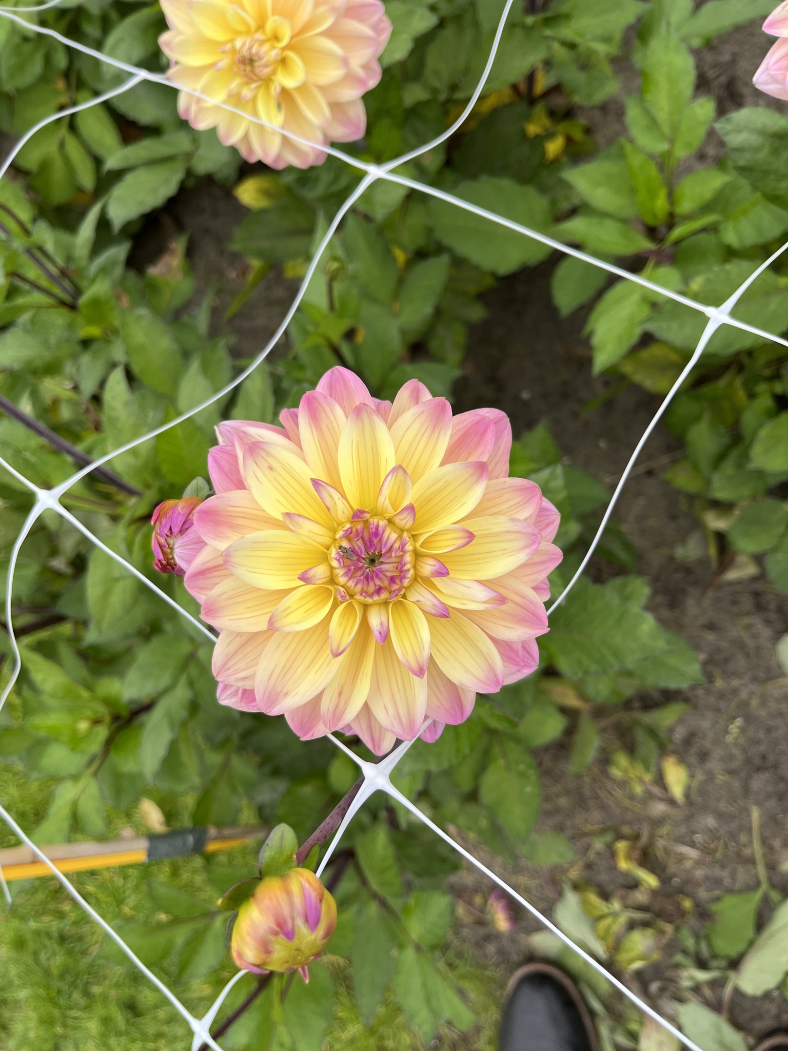 Dekorative Dahlie "Mondriaan"