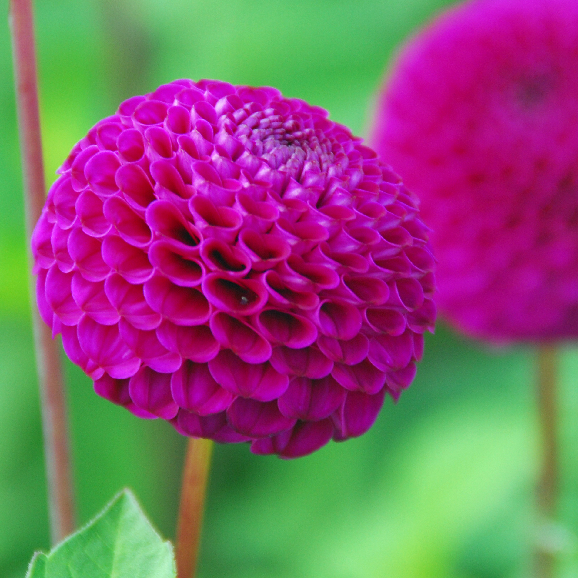 Pompondahlie "Rocco"