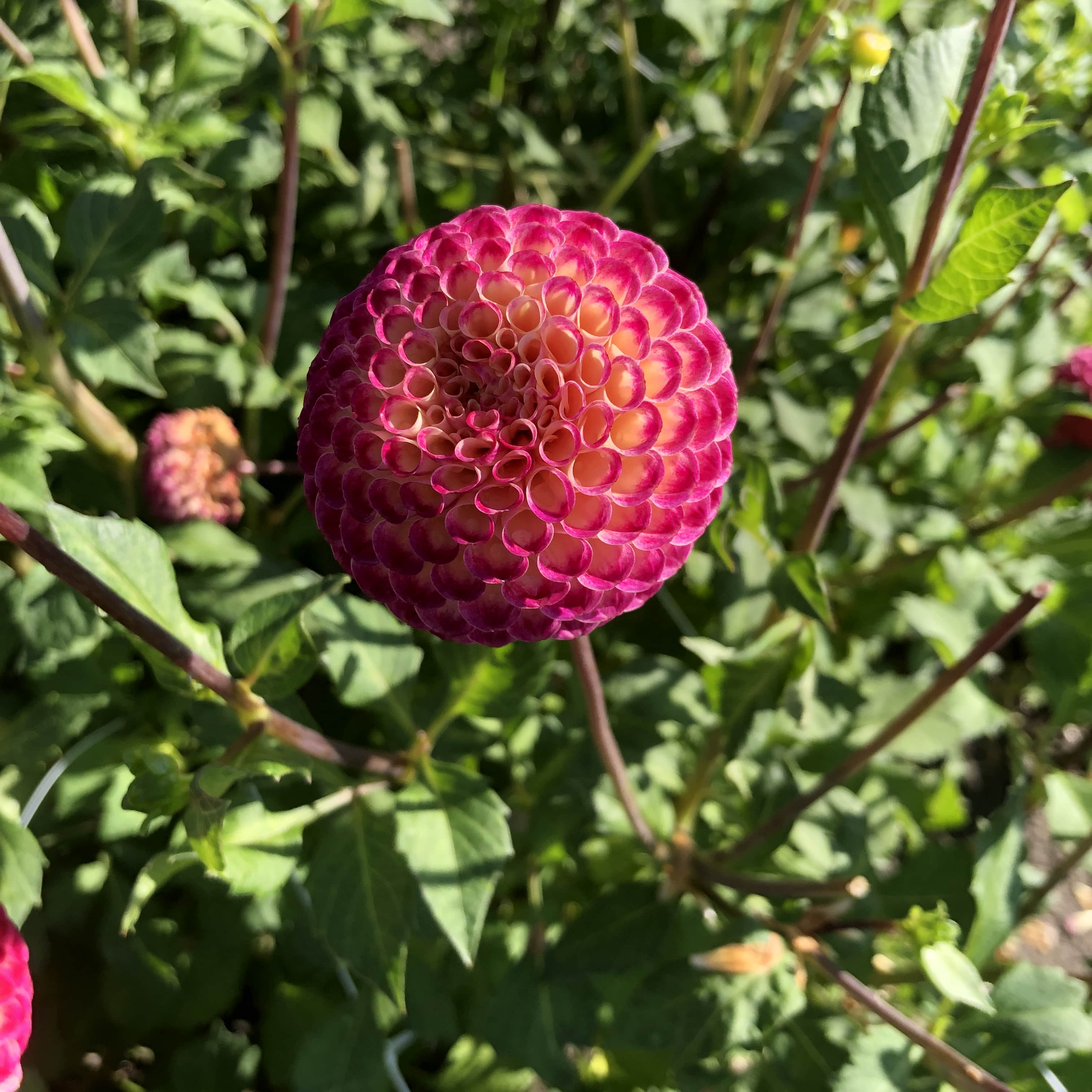 Pompondahlie "Ryecroft Blackberry"