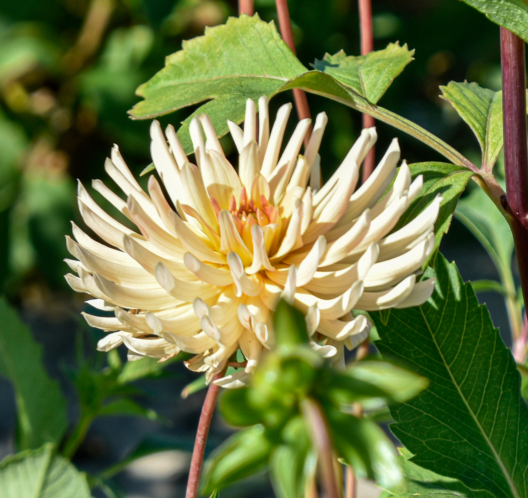 Kaktusdahlie "Henriette"