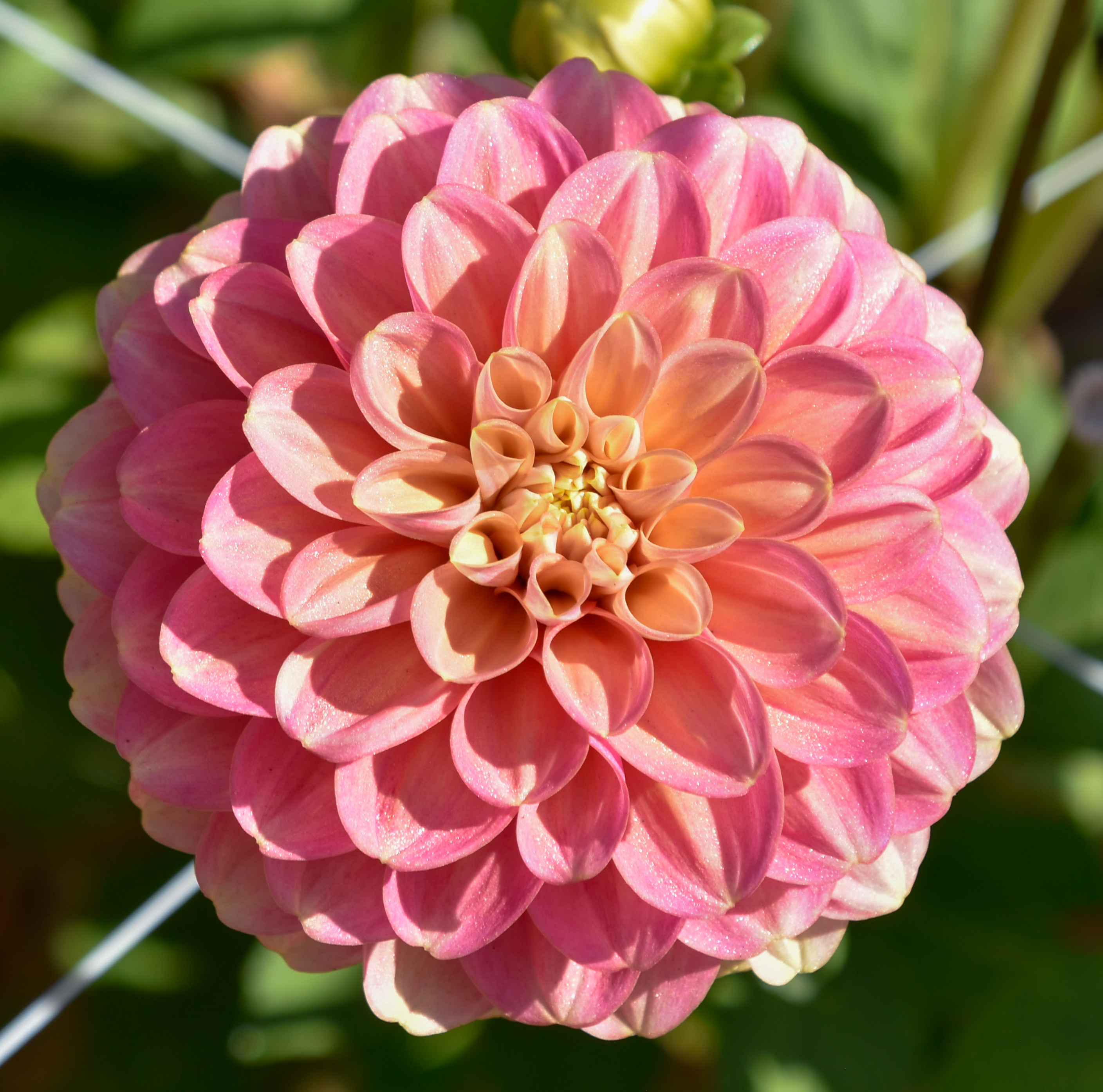 Dekorative Dahlie  "Milena Fleur"