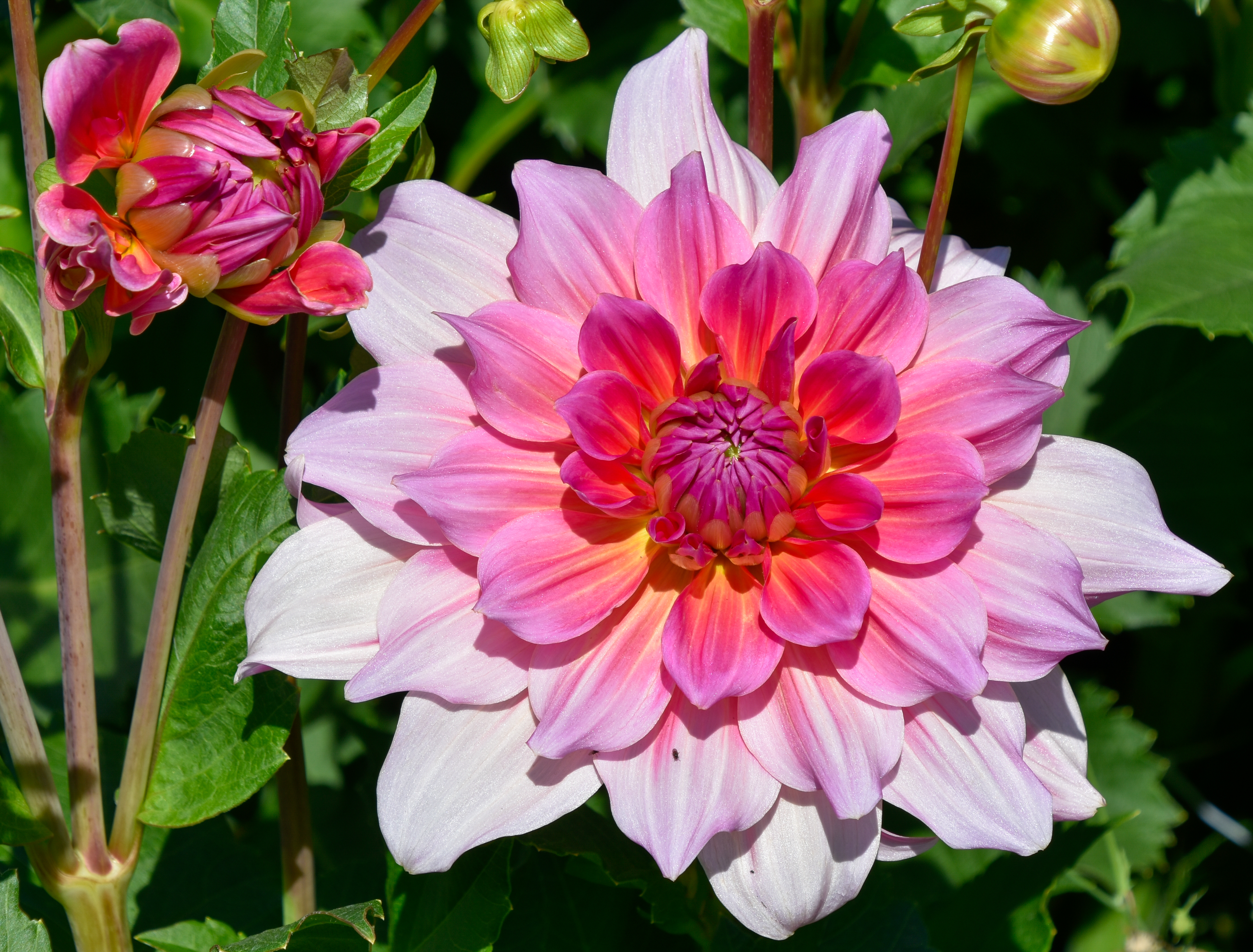 Dekorative, riesenblumige Dahlie "Otto´s Thrill"