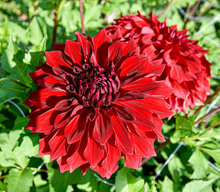Dekorative, großblumige Dahlie "Spartacus"