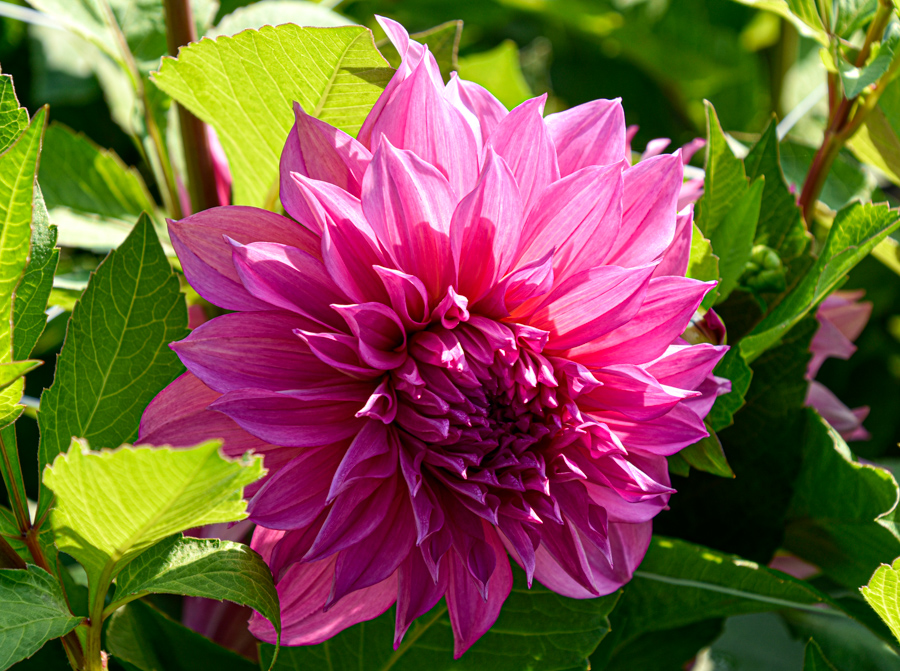 Dekorative, riesenblumige Dahlie "Café au Lait Rosé"