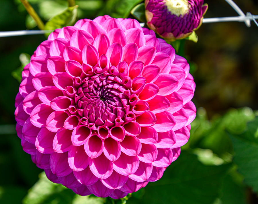 Leuchtende Ball-Dahlie "Cryfield Harmony"