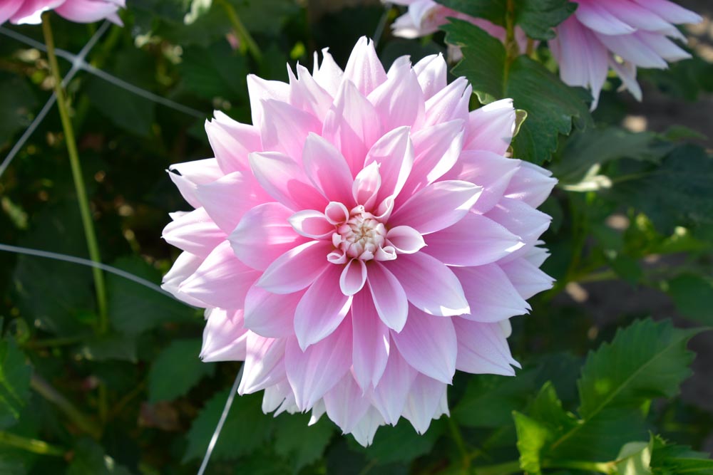 Bezaubernde, dekorative Dahlie „Evanah“