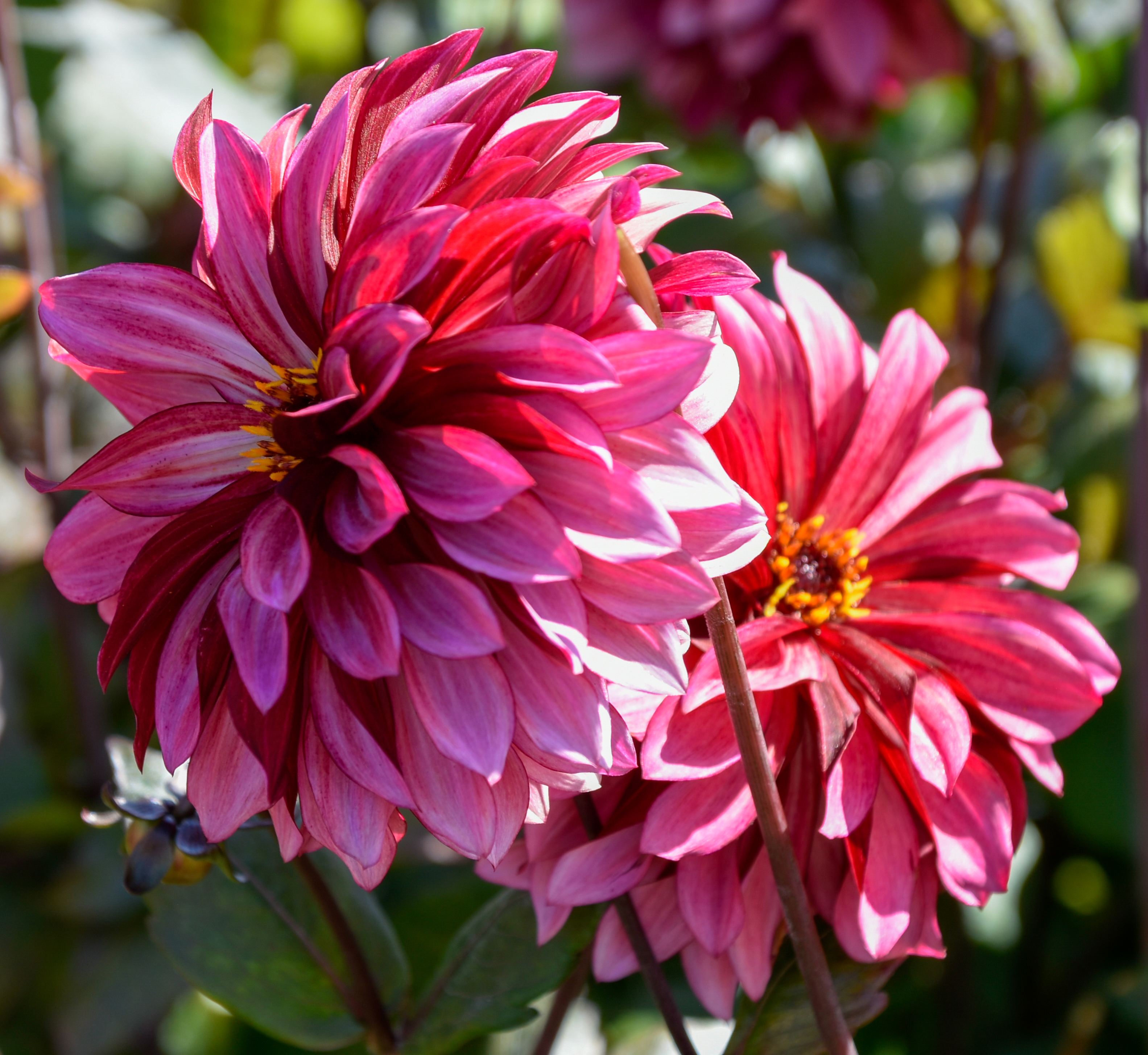 Dekorative Dahlie "Night Silence"