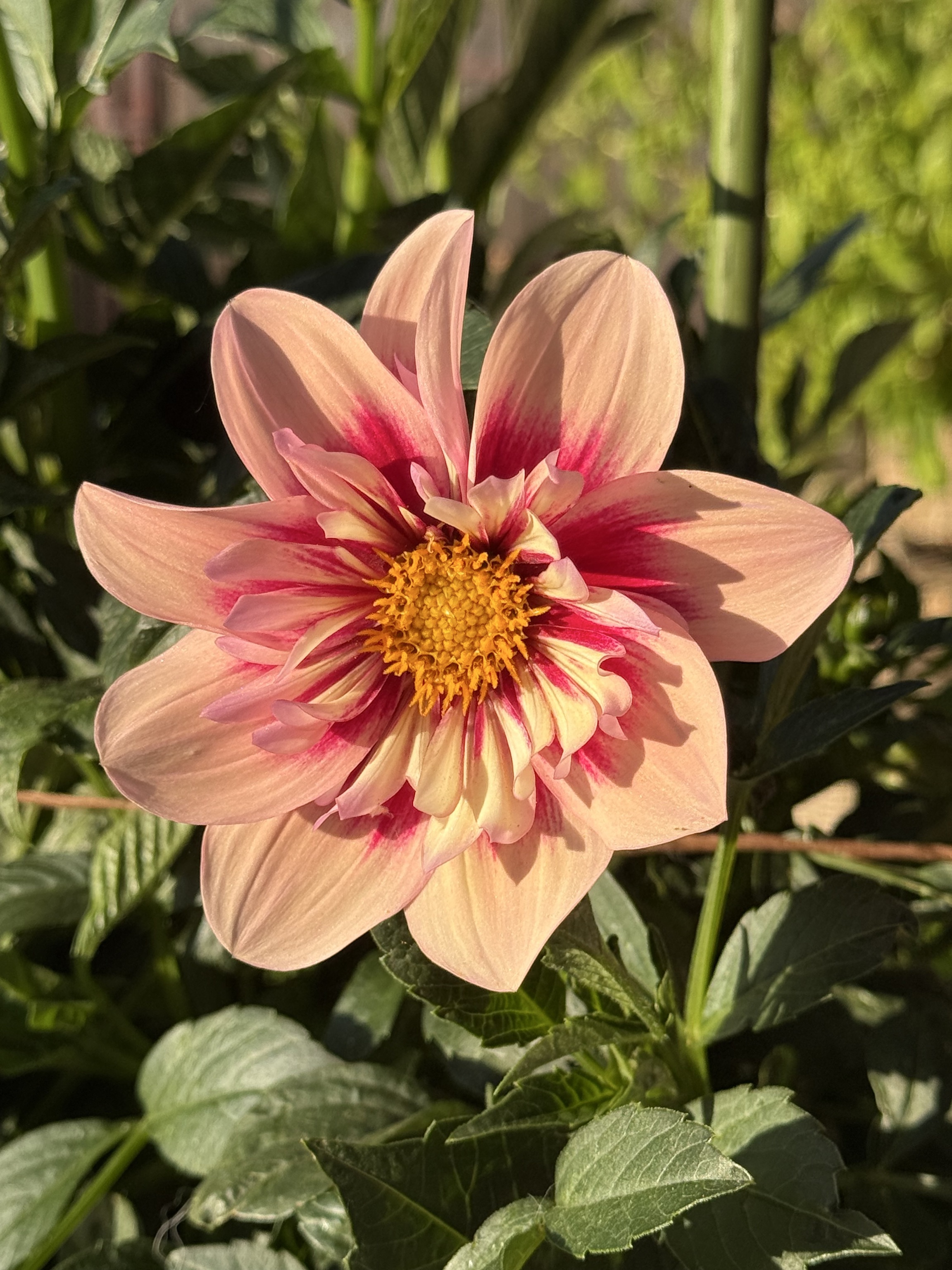 Halskrausen-Dahlie "Rhubarb & Custard"