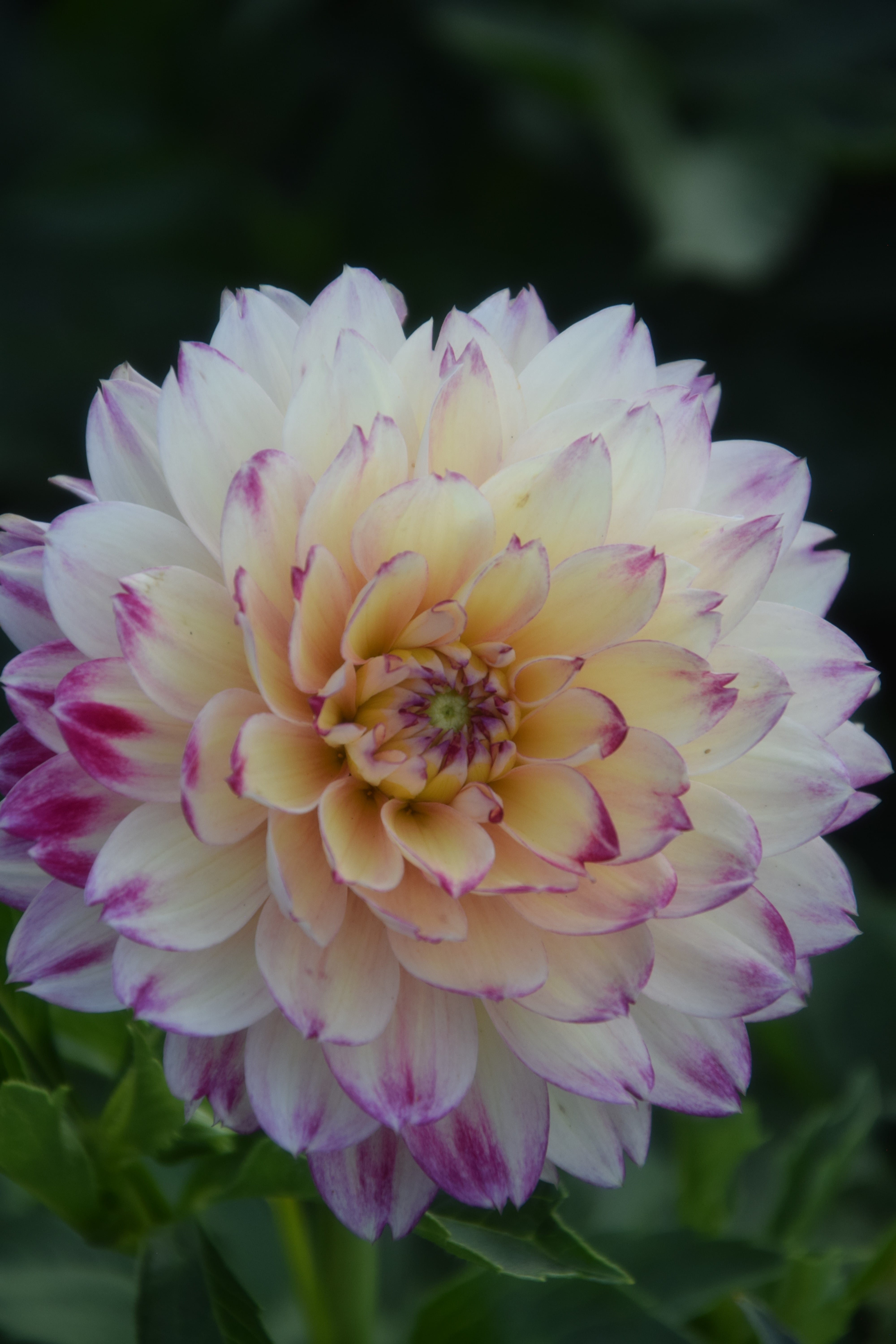 Dekorative Dahlie "Aphrodite"