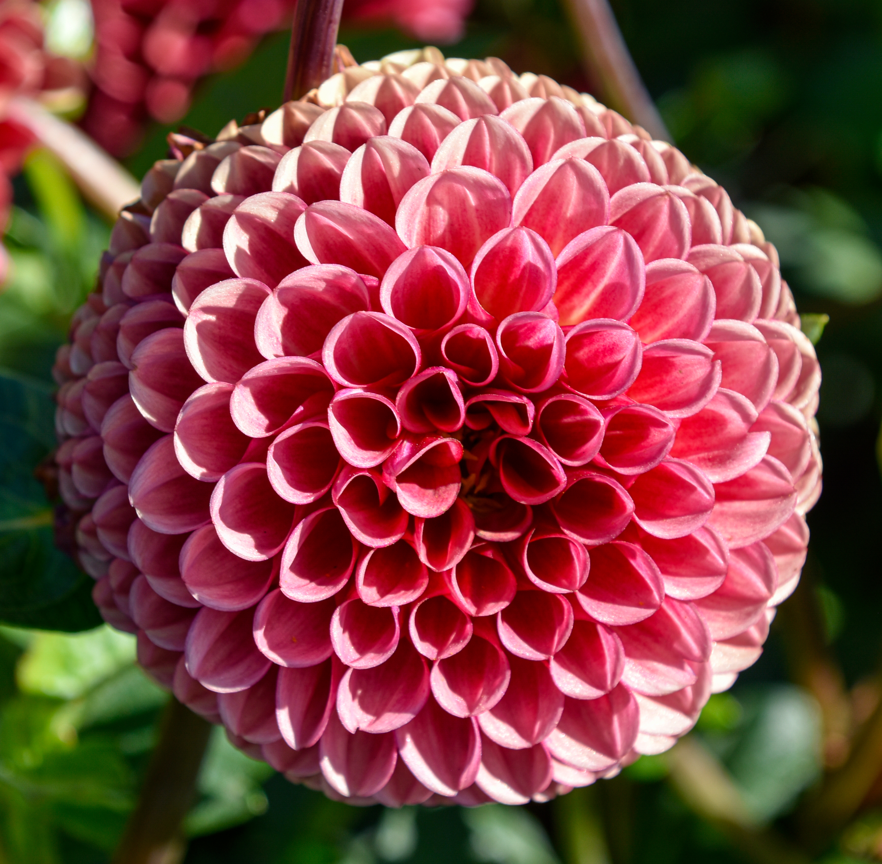 Balldahlie "Copper Boy"