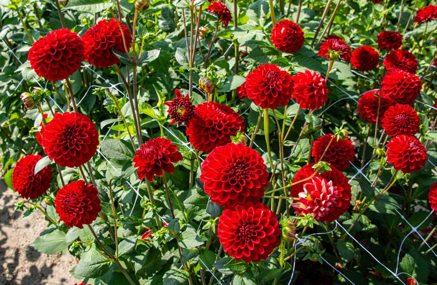 Fröhlich leuchtende Ball-Dahlie "Red Fox"
