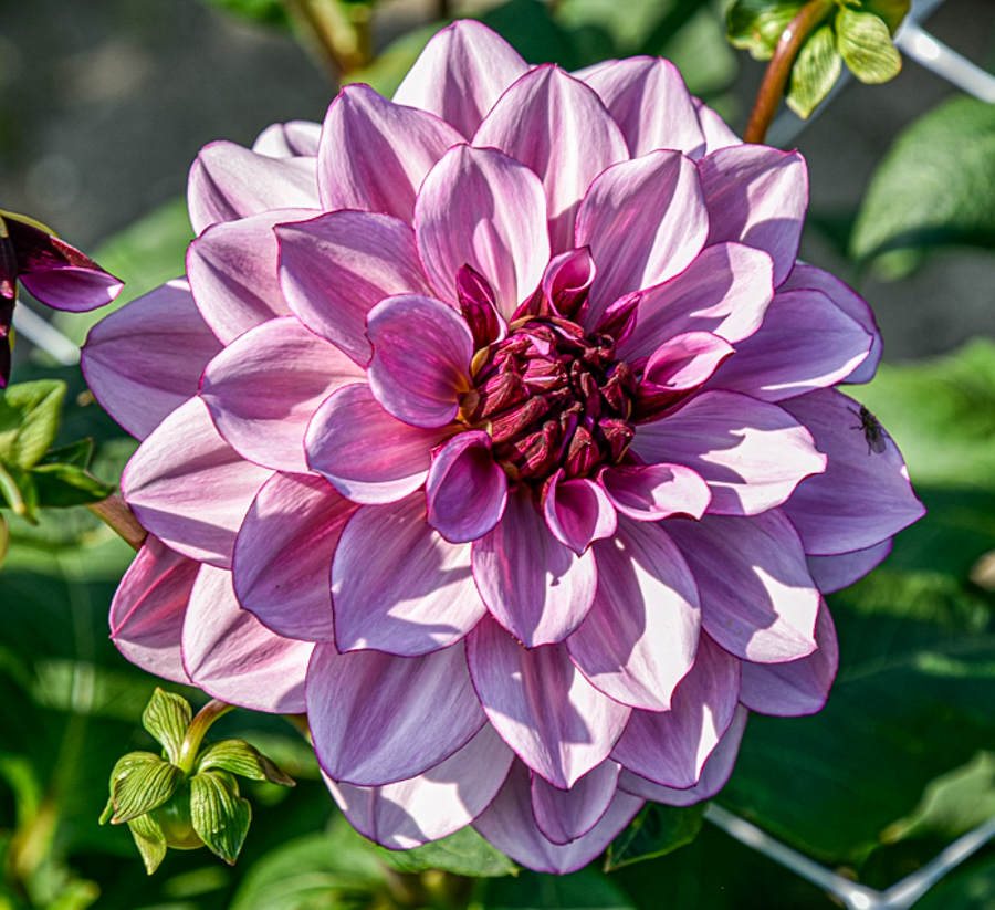 Wunderschöne Seerosen-Dahlie Crème de Cassis