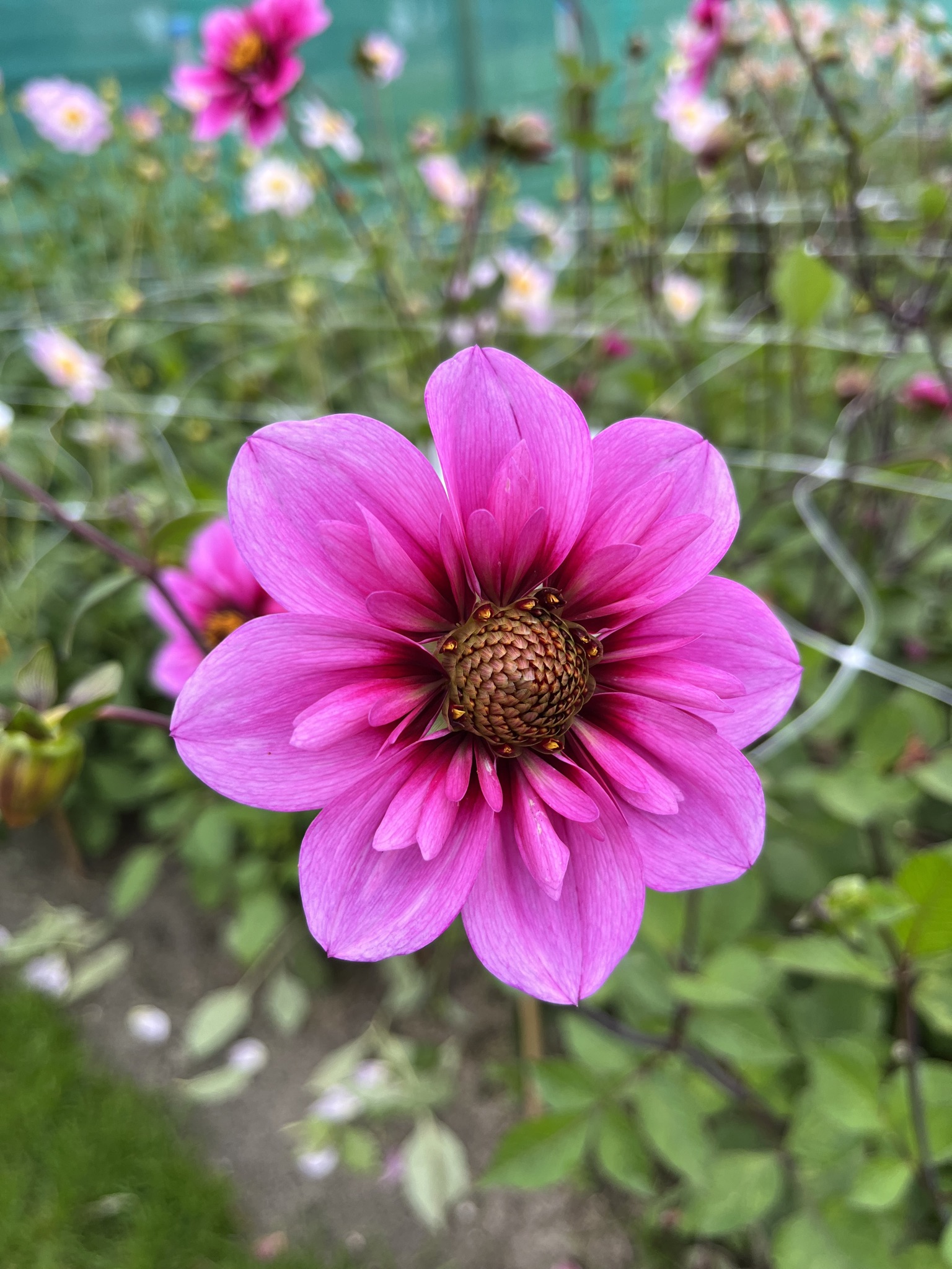Halskrausendahlie "Skyfall"